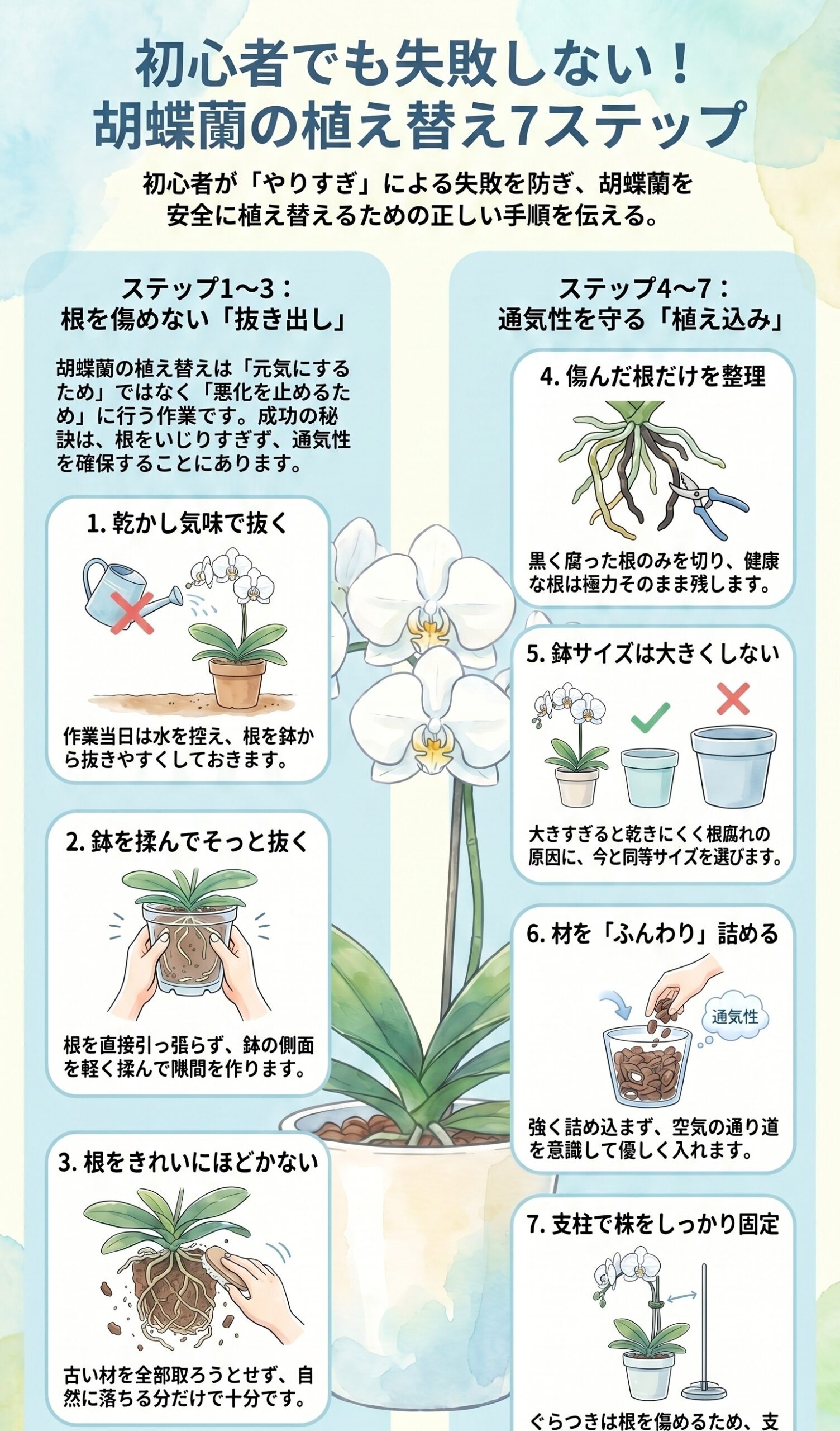 胡蝶蘭の初心者向け最小限の植え替え手順7ステップを示すインフォグラフィック