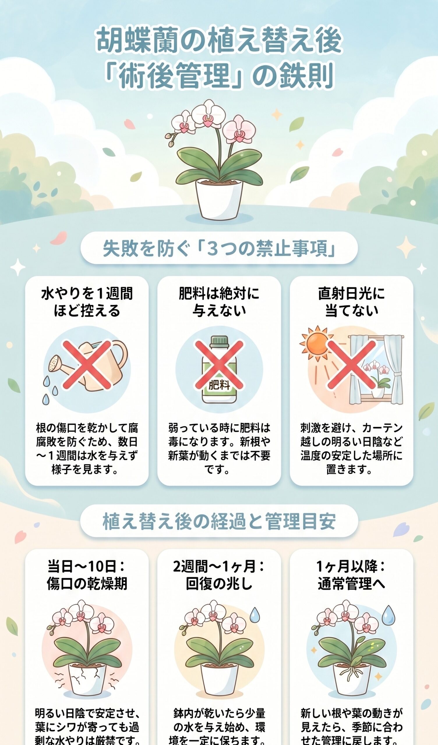 胡蝶蘭の植え替え後の水やりと置き場所の管理ルールをまとめたインフォグラフィック