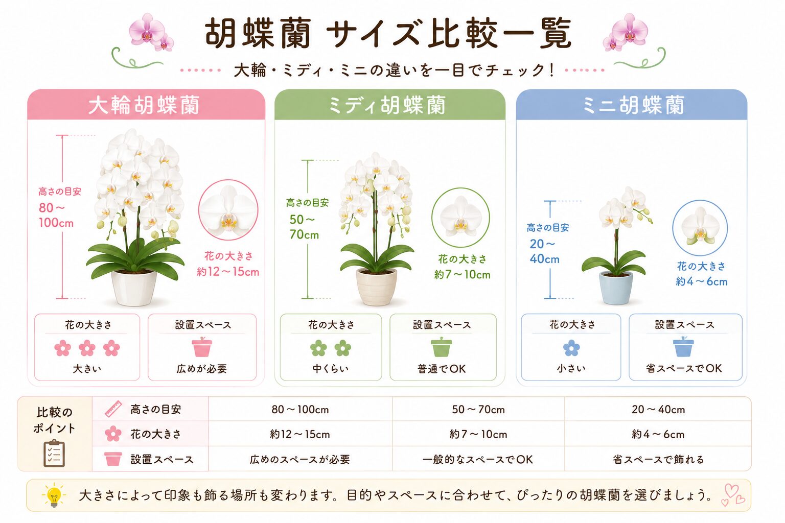 大輪ミディミニ胡蝶蘭のサイズ比較図
