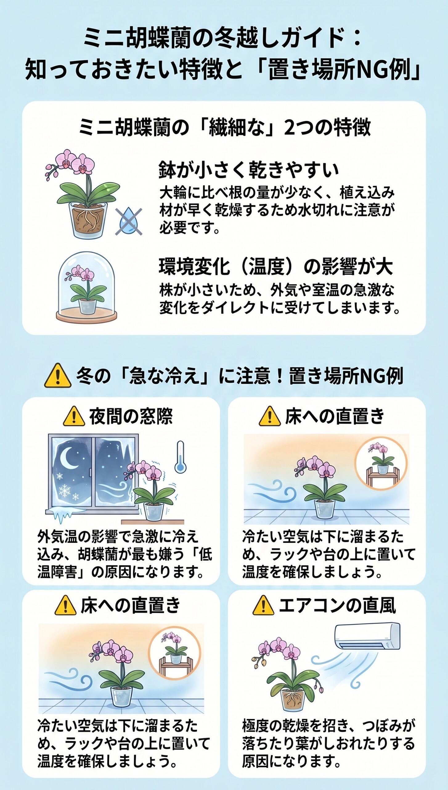 ミニ胡蝶蘭の特徴と冬の冷えや乾燥を避ける置き場所の注意点をまとめたインフォグラフィック