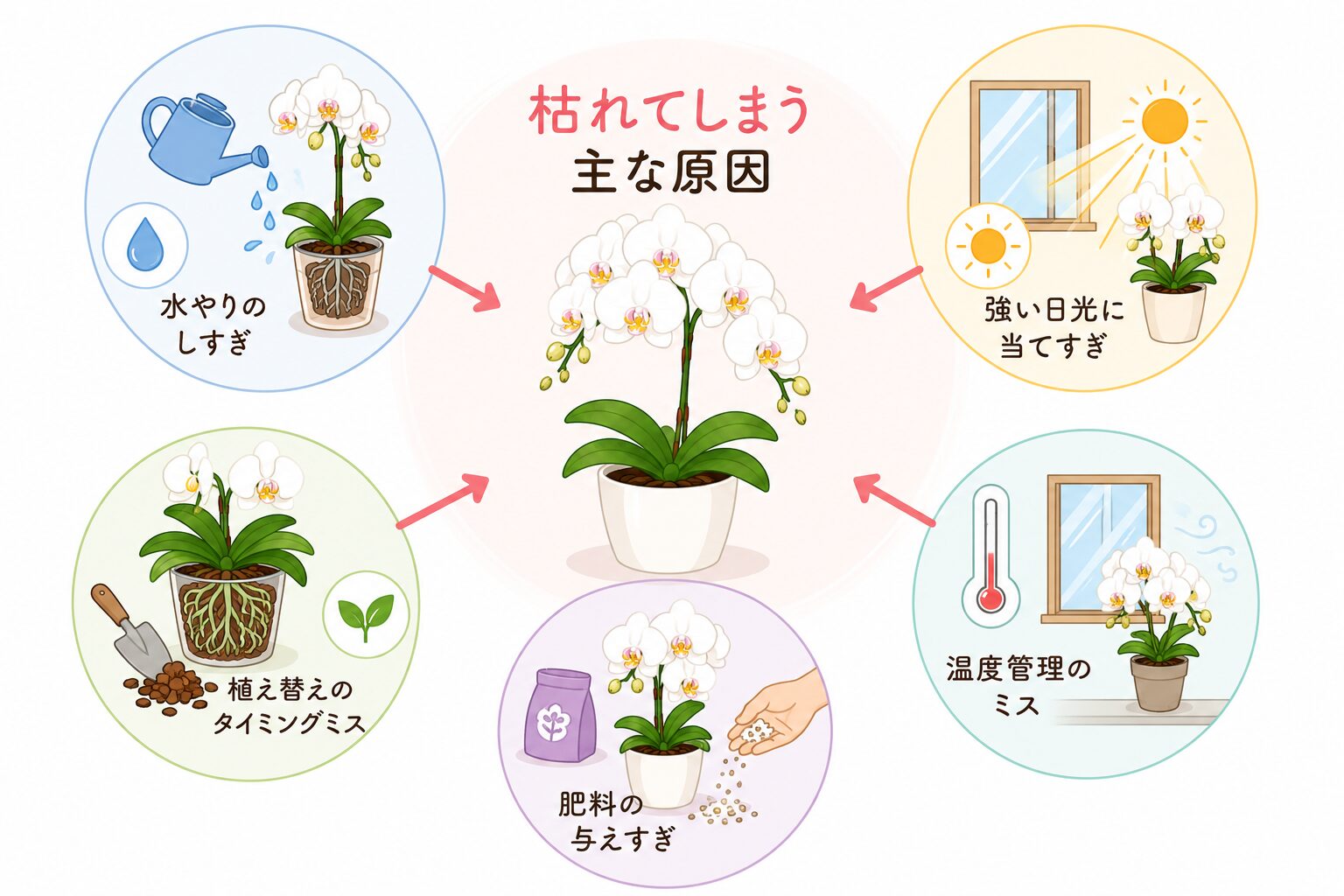胡蝶蘭初心者が失敗する主な原因をまとめた図解