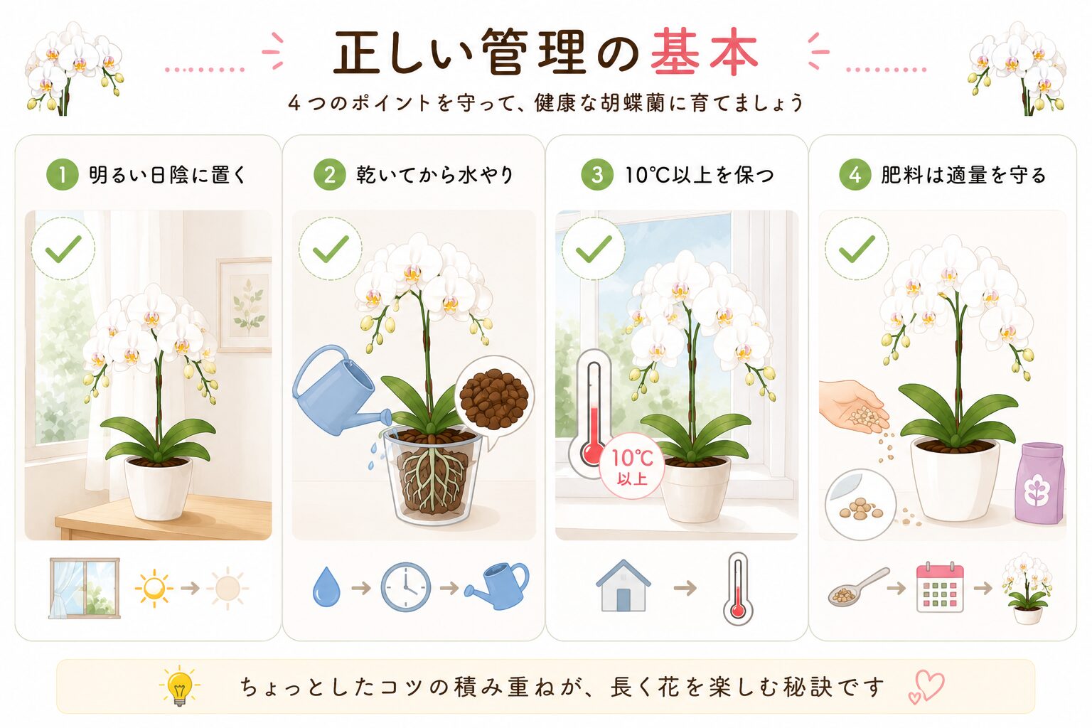胡蝶蘭管理の基本ポイント図解