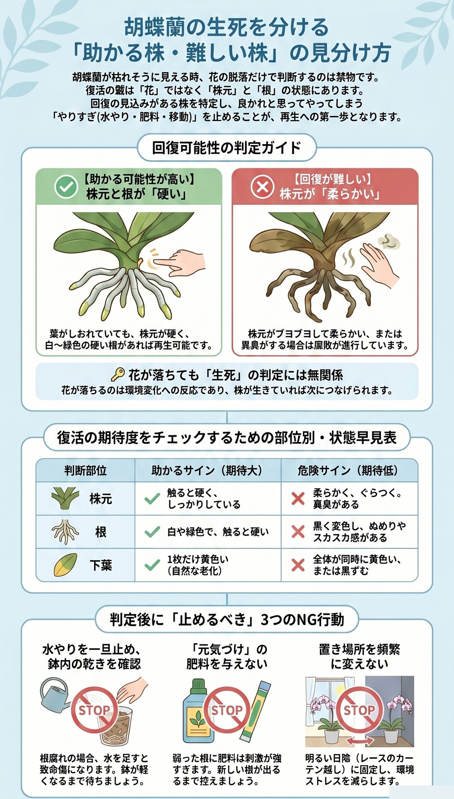 生死の境目!「助かる株・難しい株」の見分け方|胡蝶蘭が枯れる原因と対処法を視覚的に整理したインフォグラフィック