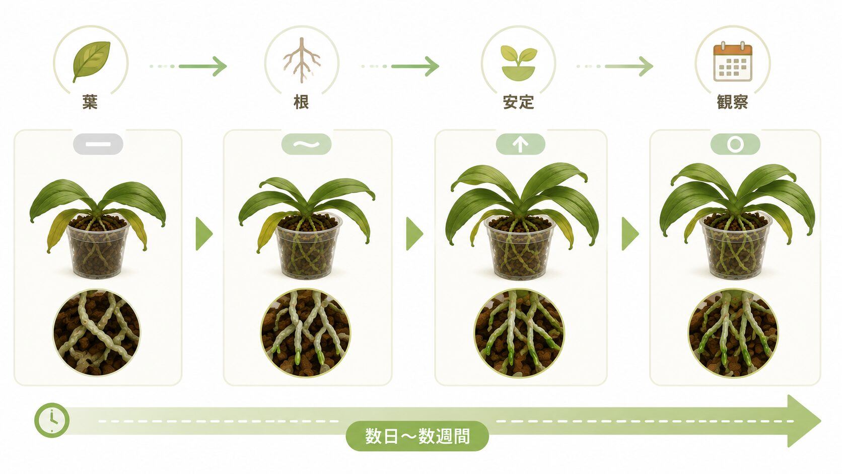 胡蝶蘭の葉・根・安定状態から回復サインを見る図解