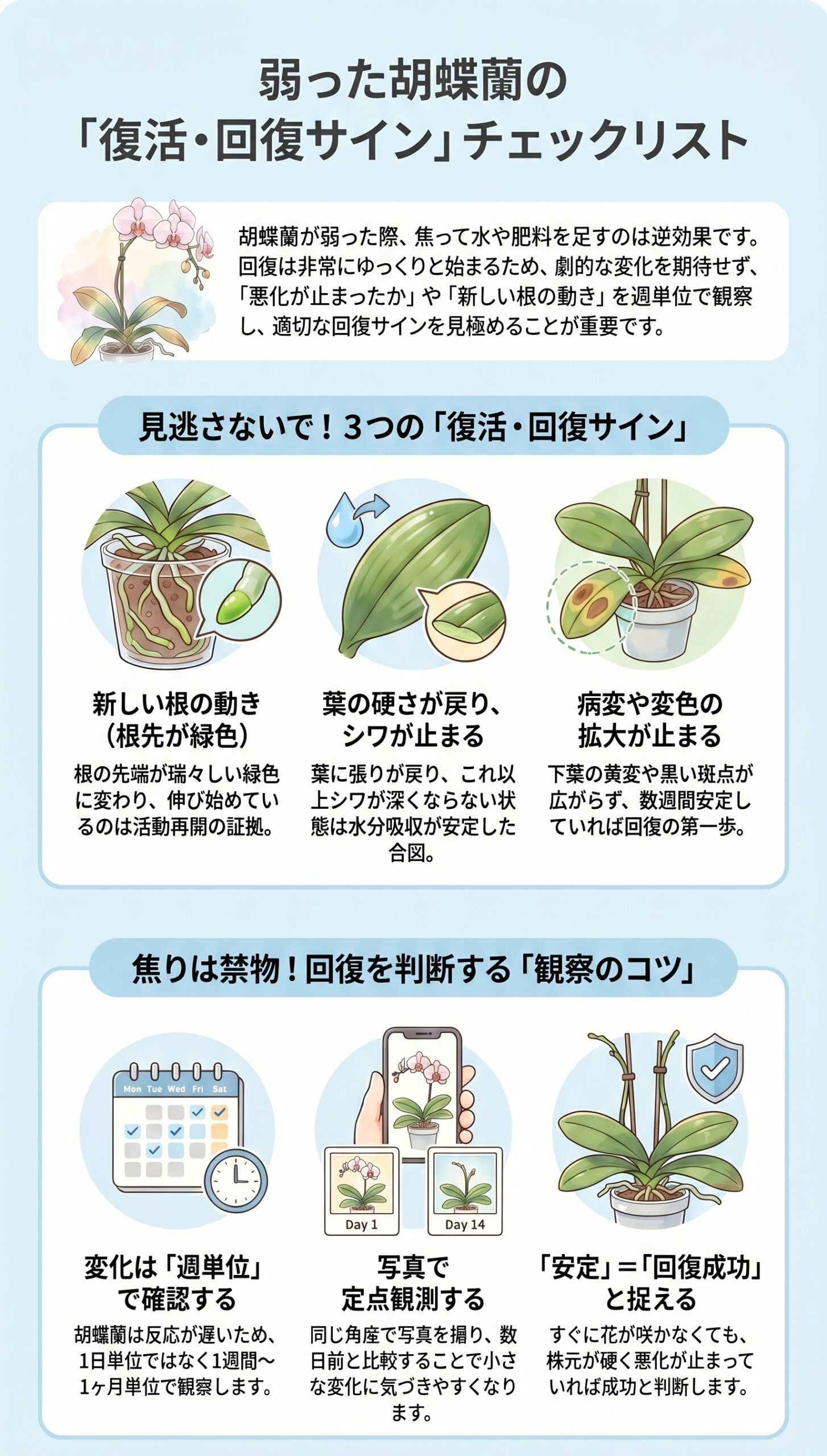 焦りは禁物!すぐにやってはいけない4つのNG行動|弱った胡蝶蘭の原因判断と回復管理を視覚的に整理したインフォグラフィック