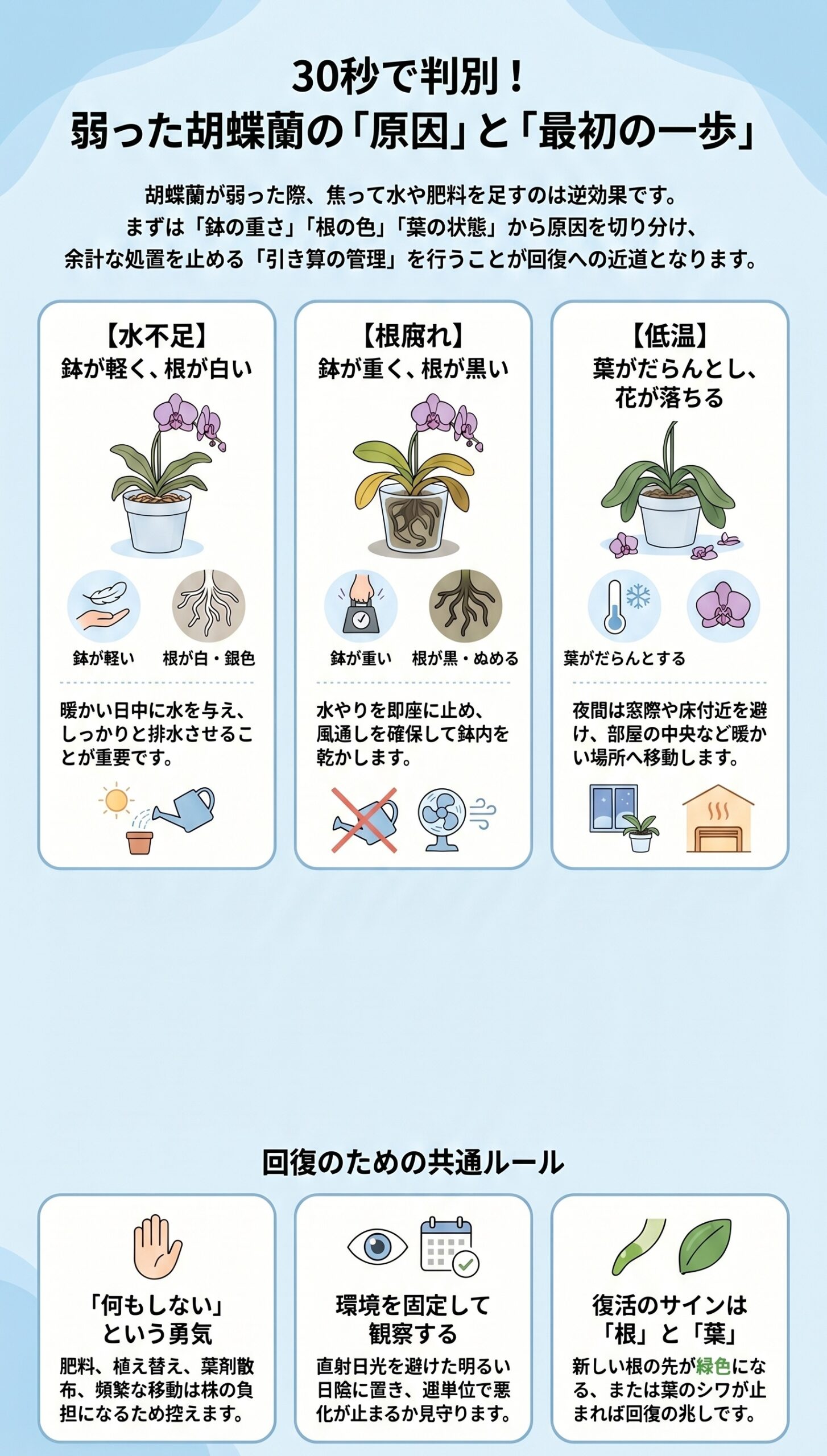観察カレンダー!初日・3日・1週間で見るべきポイント|弱った胡蝶蘭の原因判断と回復管理を視覚的に整理したインフォグラフィック