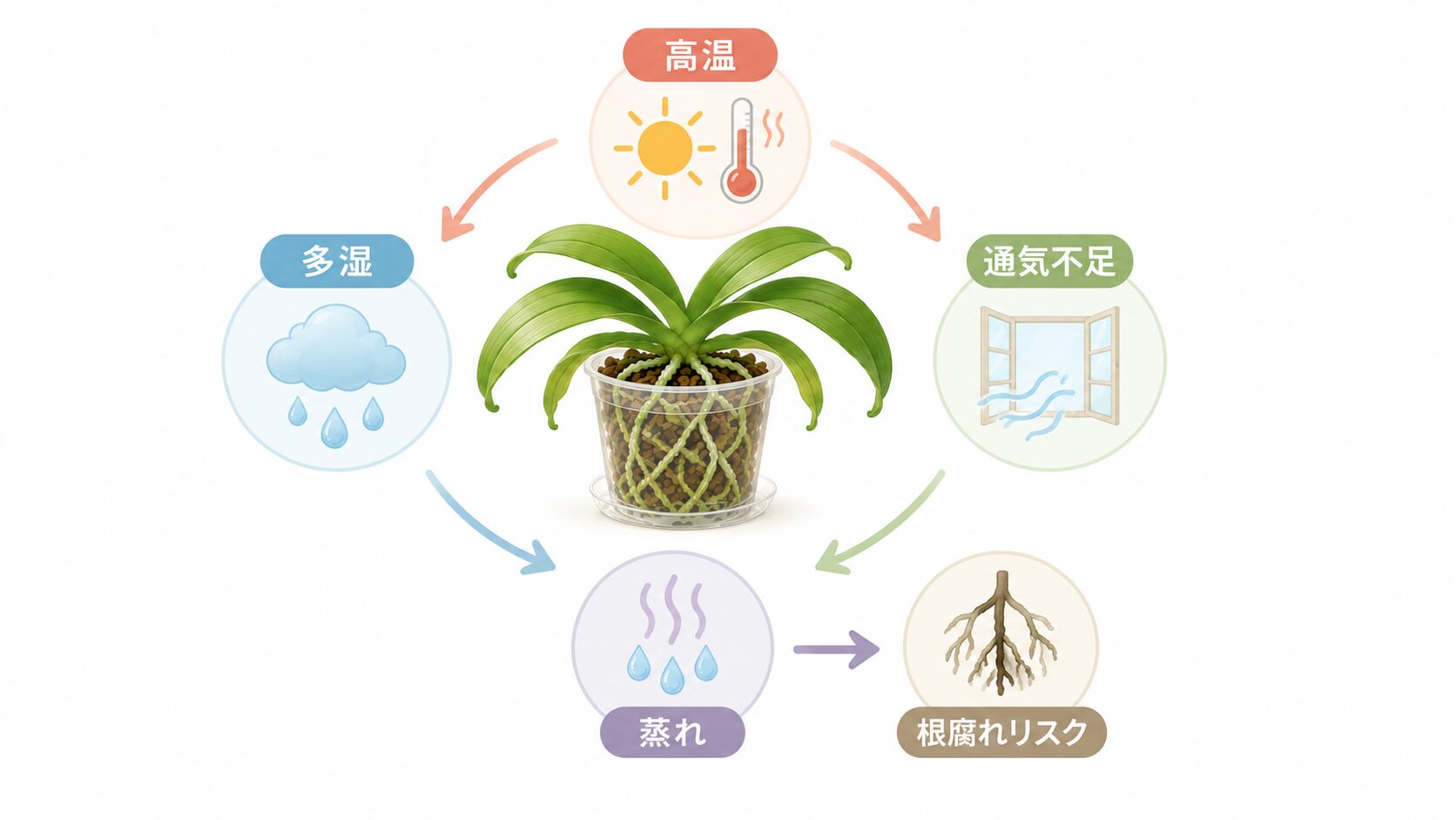 夏の胡蝶蘭が高温多湿と通気不足で弱る仕組みの図解