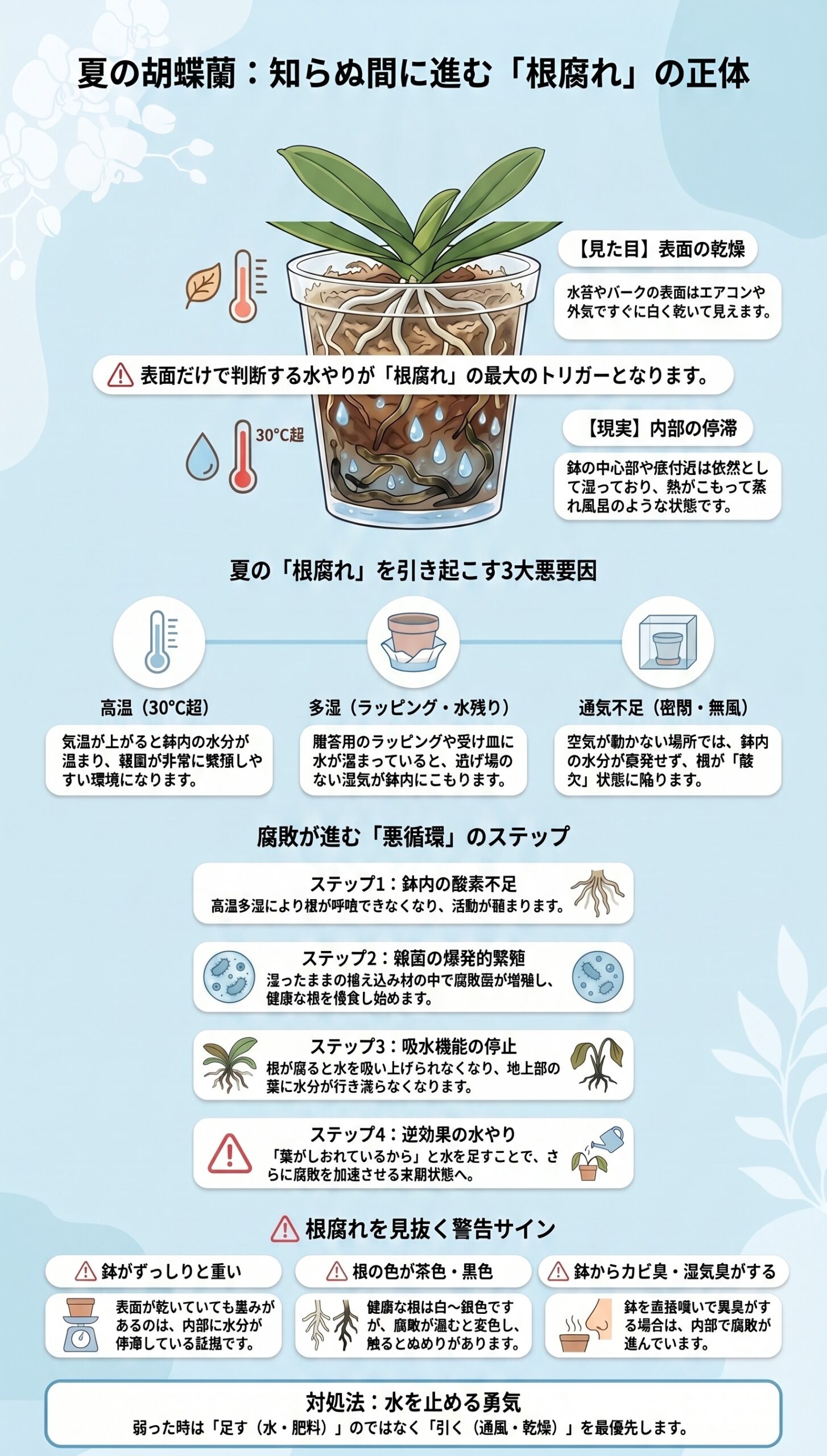 NG例に注意!夏の最適な置き場所と「直射・密閉」の危険性|夏の胡蝶蘭の水やりと根腐れ対策を視覚的に整理したインフォグラフィック