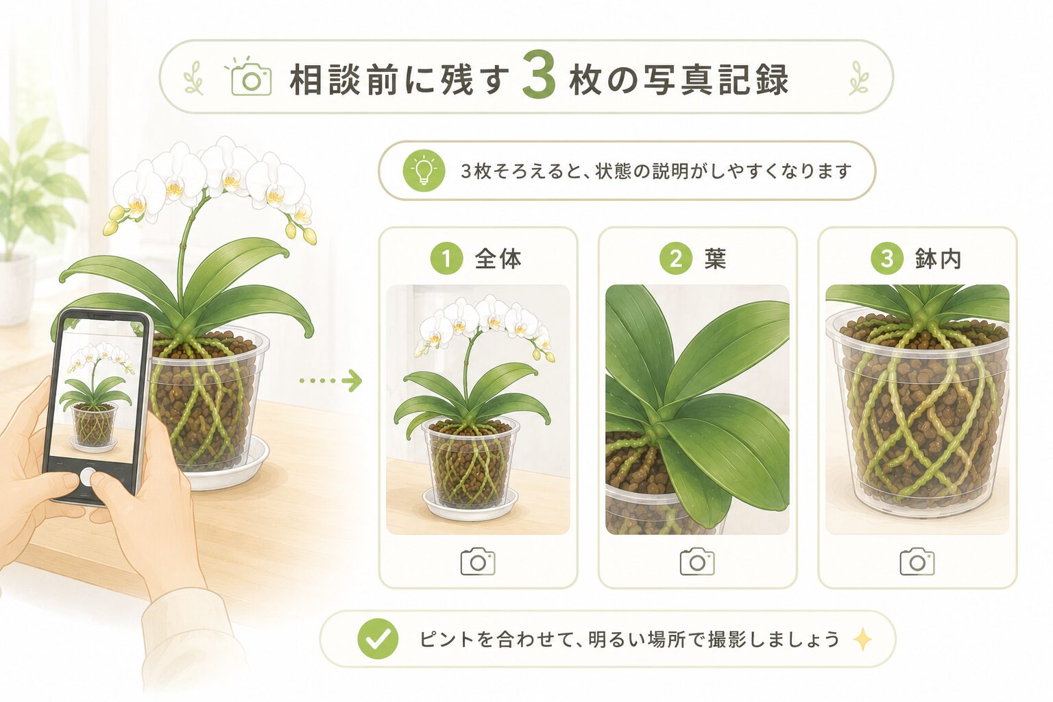 胡蝶蘭の根腐れ相談前に全体・葉・鉢内を撮影する手順のイラスト