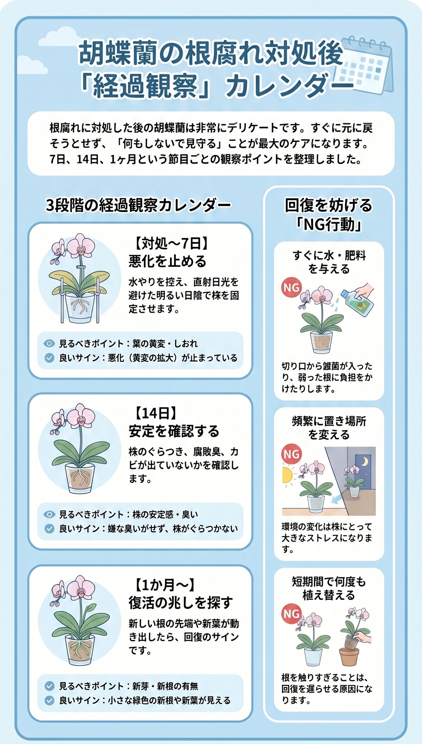 騙されないで！「水不足」と「根腐れ」の決定的な違い｜胡蝶蘭の根腐れ診断と再発防止を視覚的に整理したインフォグラフィック