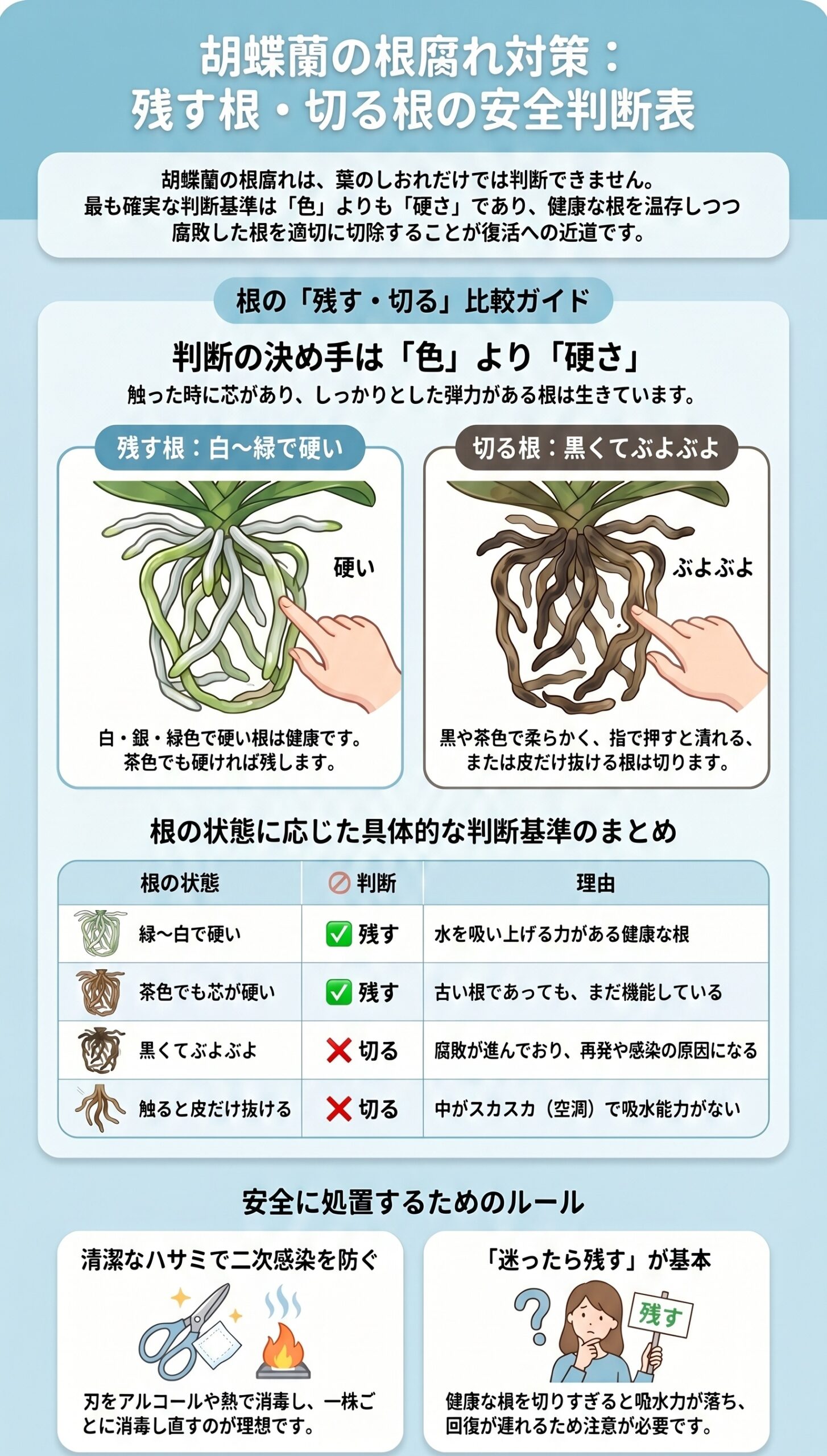 迷ったらこれ！根腐れしにくい「鉢×用土」の最強組み合わせ｜胡蝶蘭の根腐れ診断と再発防止を視覚的に整理したインフォグラフィック