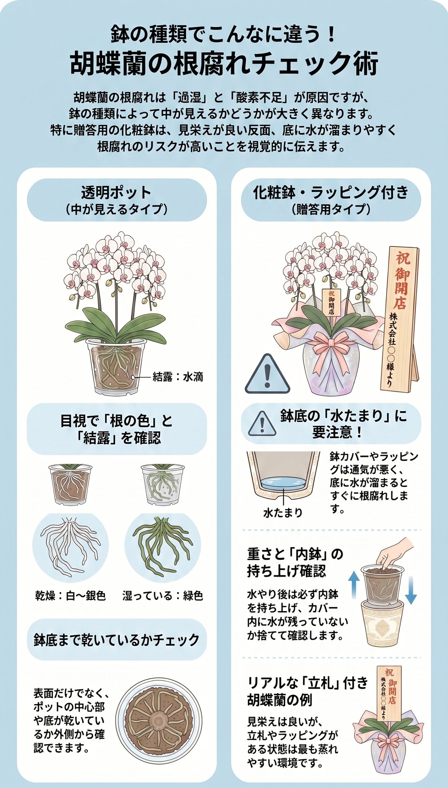 焦りは禁物！根腐れ対処後の「経過観察」カレンダー｜胡蝶蘭の根腐れ診断と再発防止を視覚的に整理したインフォグラフィック