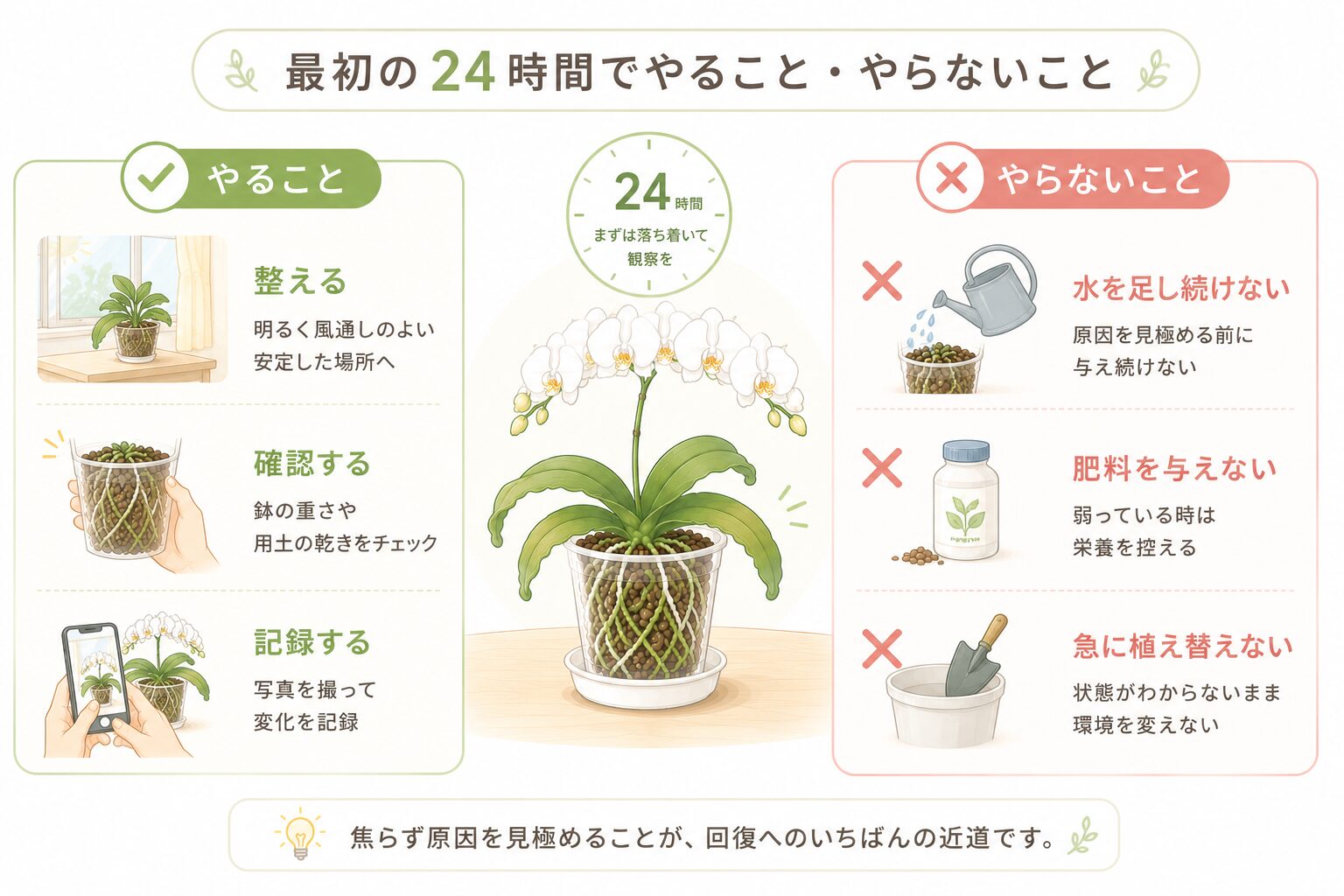 胡蝶蘭の葉がしおれた最初の24時間でやることとやらないことの図解