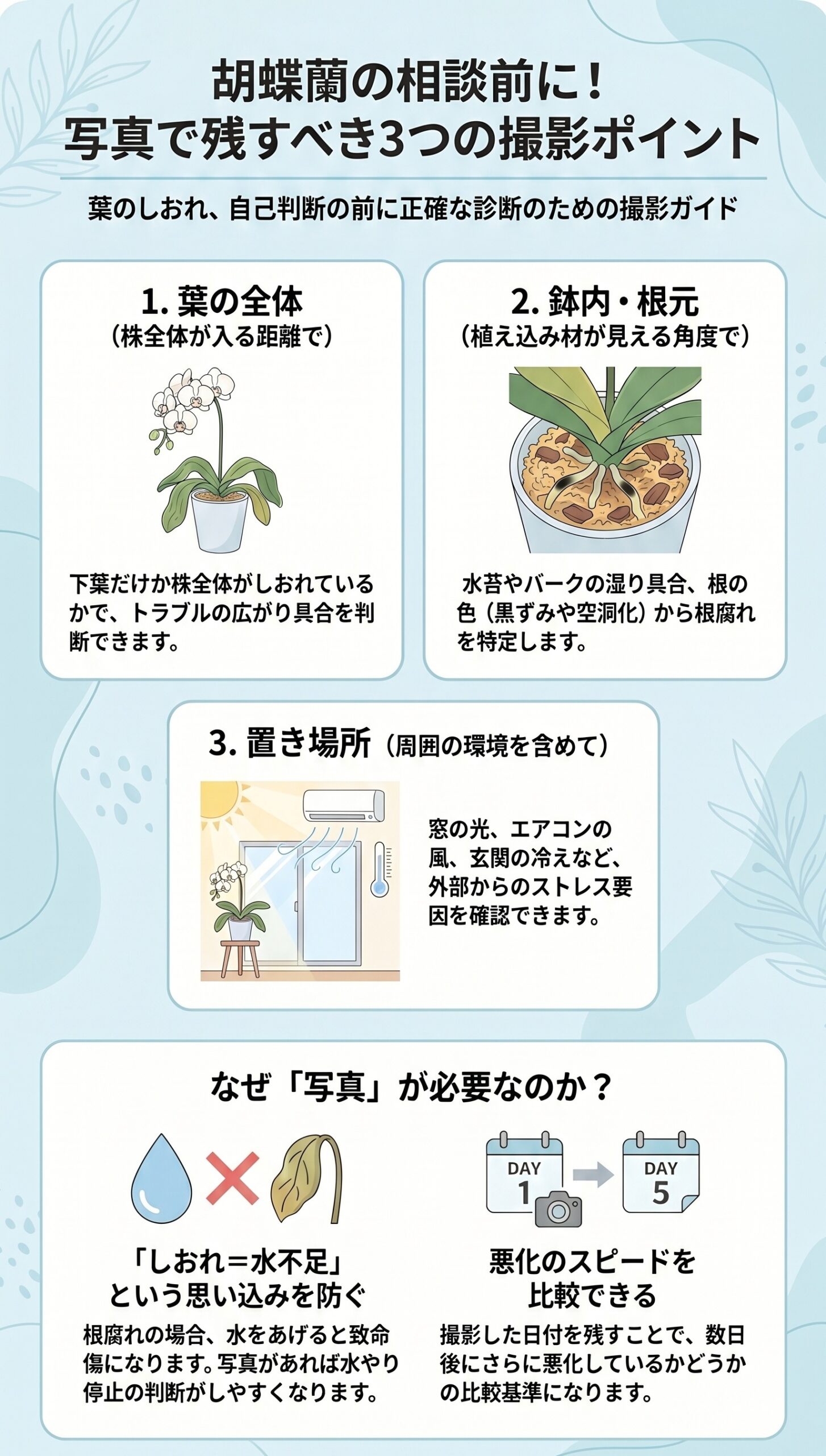 騙されないで!「水不足」に見えてもすぐ水を足してはいけない理由|胡蝶蘭の葉がしおれた時の原因判断と初動対応を視覚的に整理したインフォグラフィック