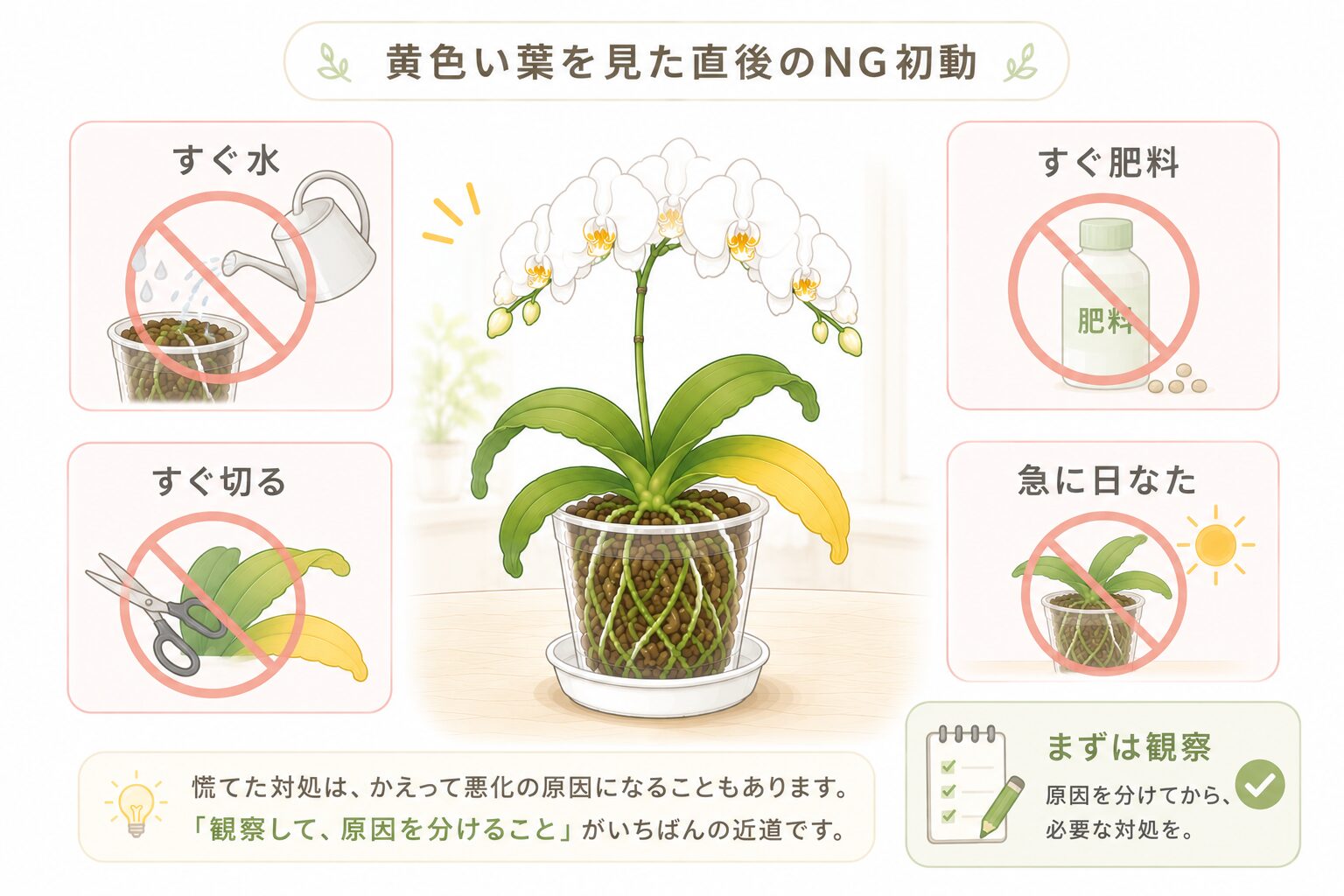 胡蝶蘭の葉が黄色い時にすぐ水や肥料を足さないためのNG初動図解