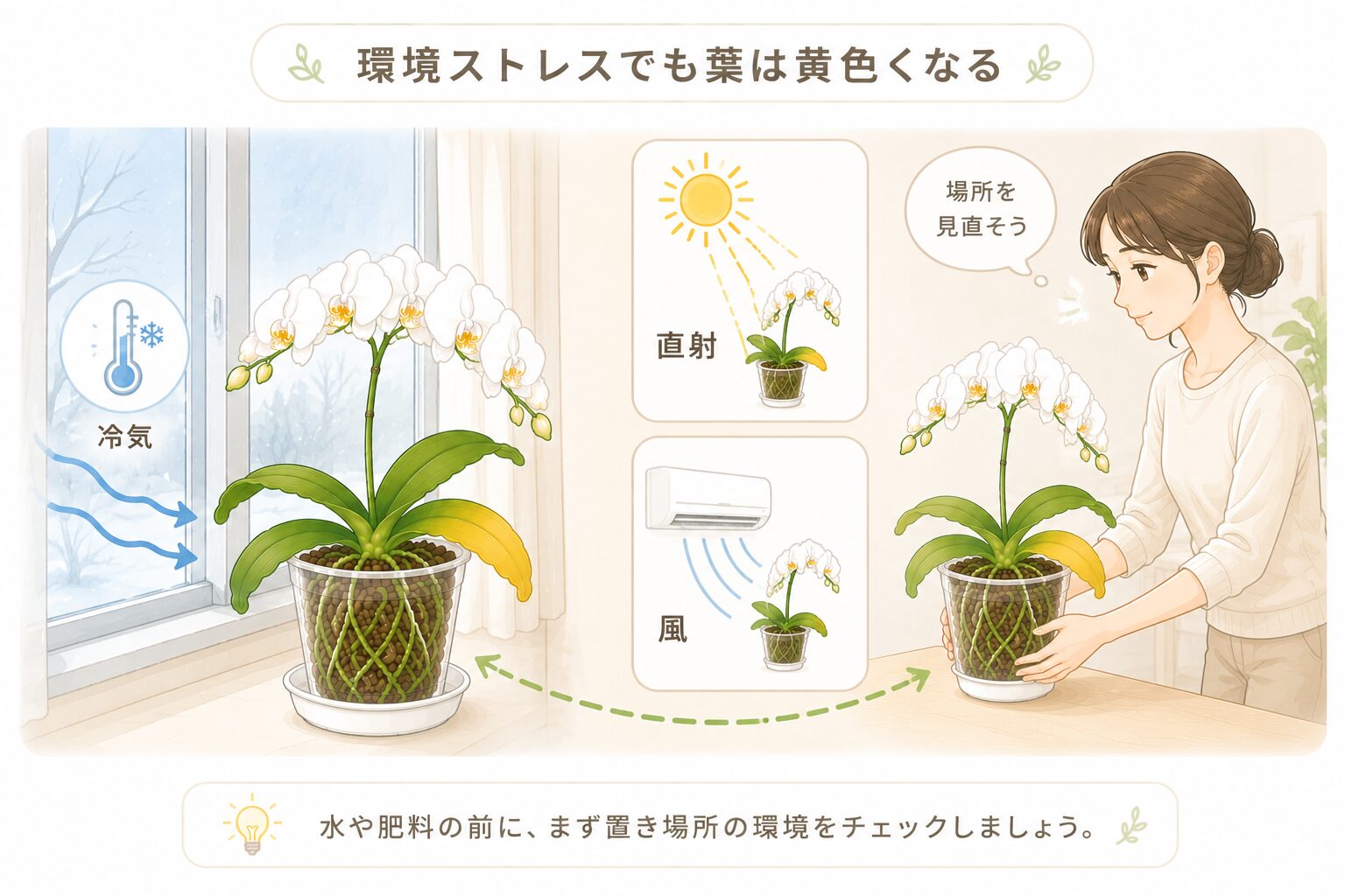 胡蝶蘭の葉が黄色くなる低温や直射日光や空調風などの環境ストレス図解