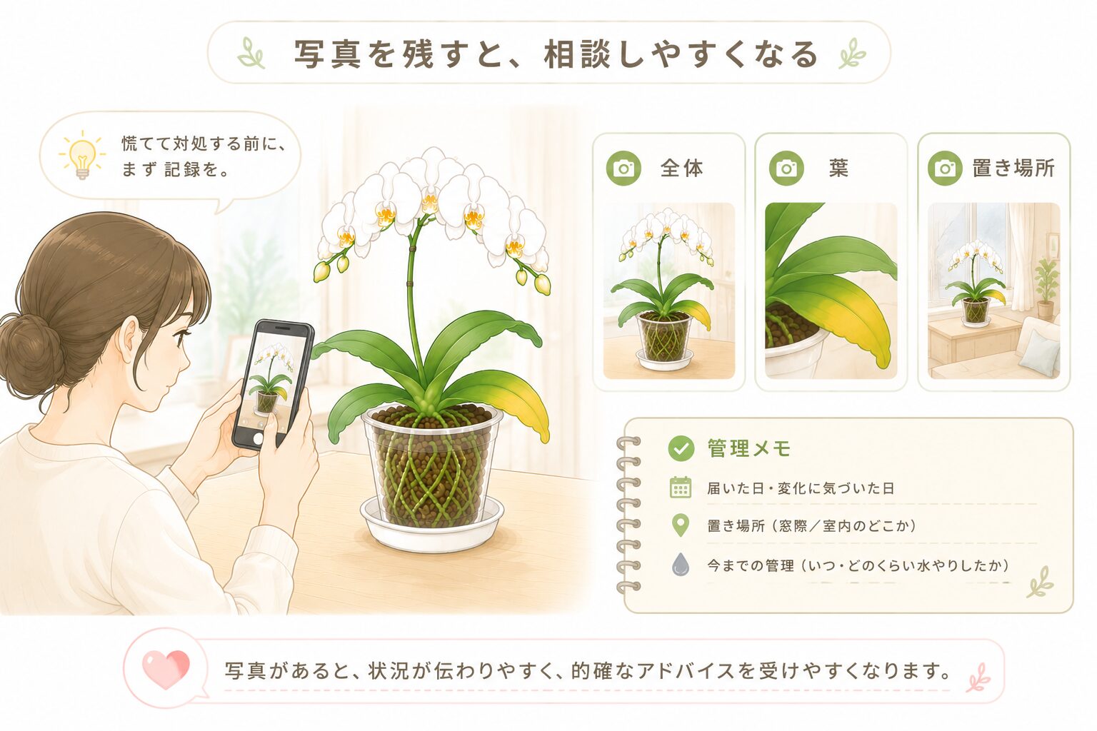購入直後や贈答後の胡蝶蘭の黄変を写真で記録して相談しやすくするイラスト