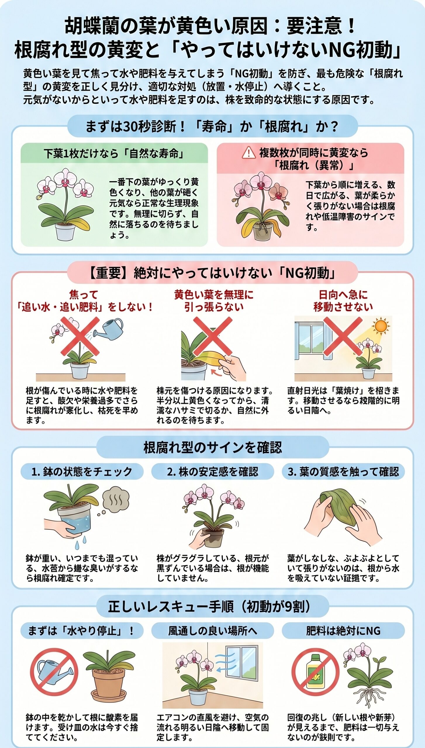 要注意！根腐れ型の黄変と「やってはいけないNG初動」｜胡蝶蘭の葉が黄色い時の原因判断と初動対応を視覚的に整理したインフォグラフィック