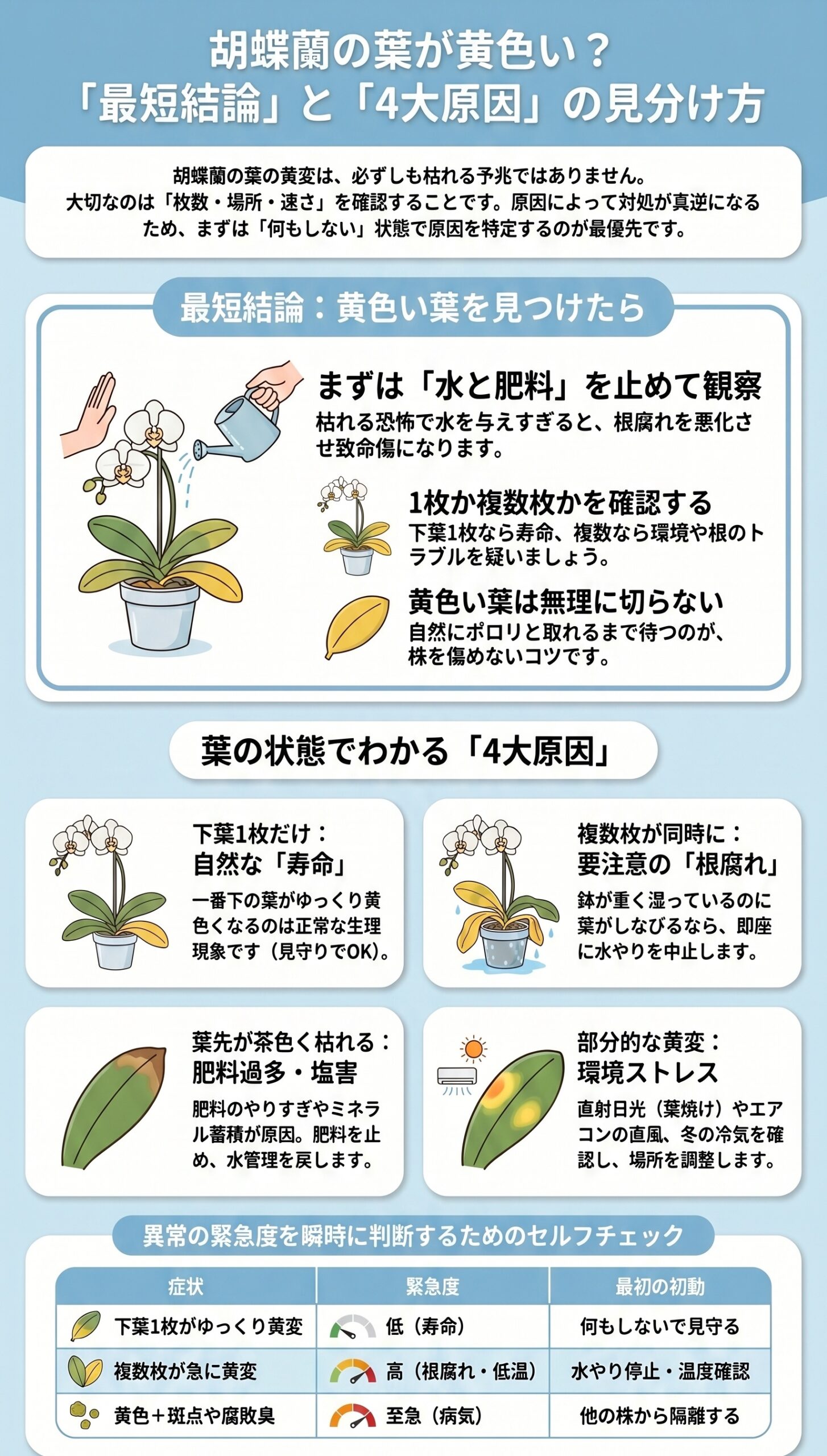 贈答・法人向け！到着後の黄変を防ぐ「管理と確認ルール」｜胡蝶蘭の葉が黄色い時の原因判断と初動対応を視覚的に整理したインフォグラフィック