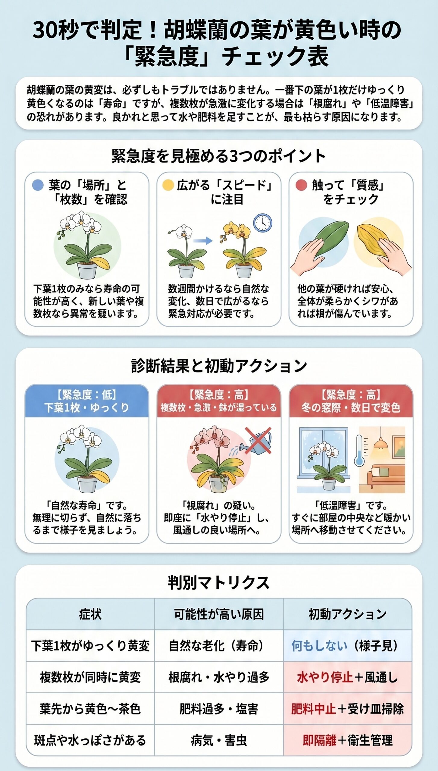 切る？待つ？黄色い葉の「回復カレンダーと初動フロー」｜胡蝶蘭の葉が黄色い時の原因判断と初動対応を視覚的に整理したインフォグラフィック