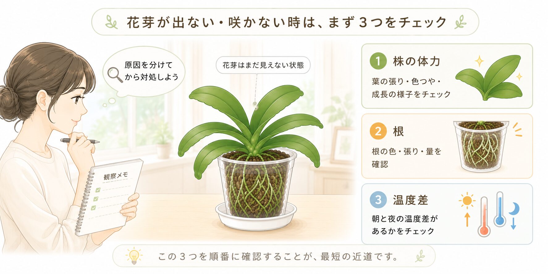 胡蝶蘭の花芽が出ない時に株の体力・根・温度差を確認する診断図解