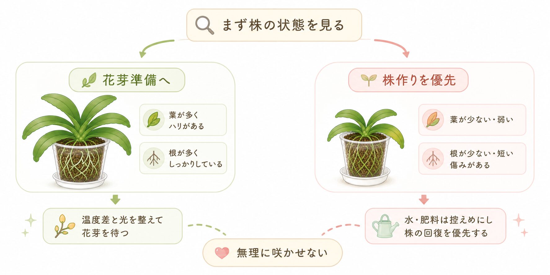 胡蝶蘭を今年咲かせるか株作りを優先するか判断する図解