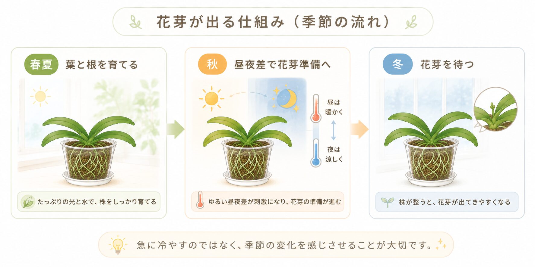 胡蝶蘭が春夏に株を育て秋の温度差で花芽を準備する流れの図解
