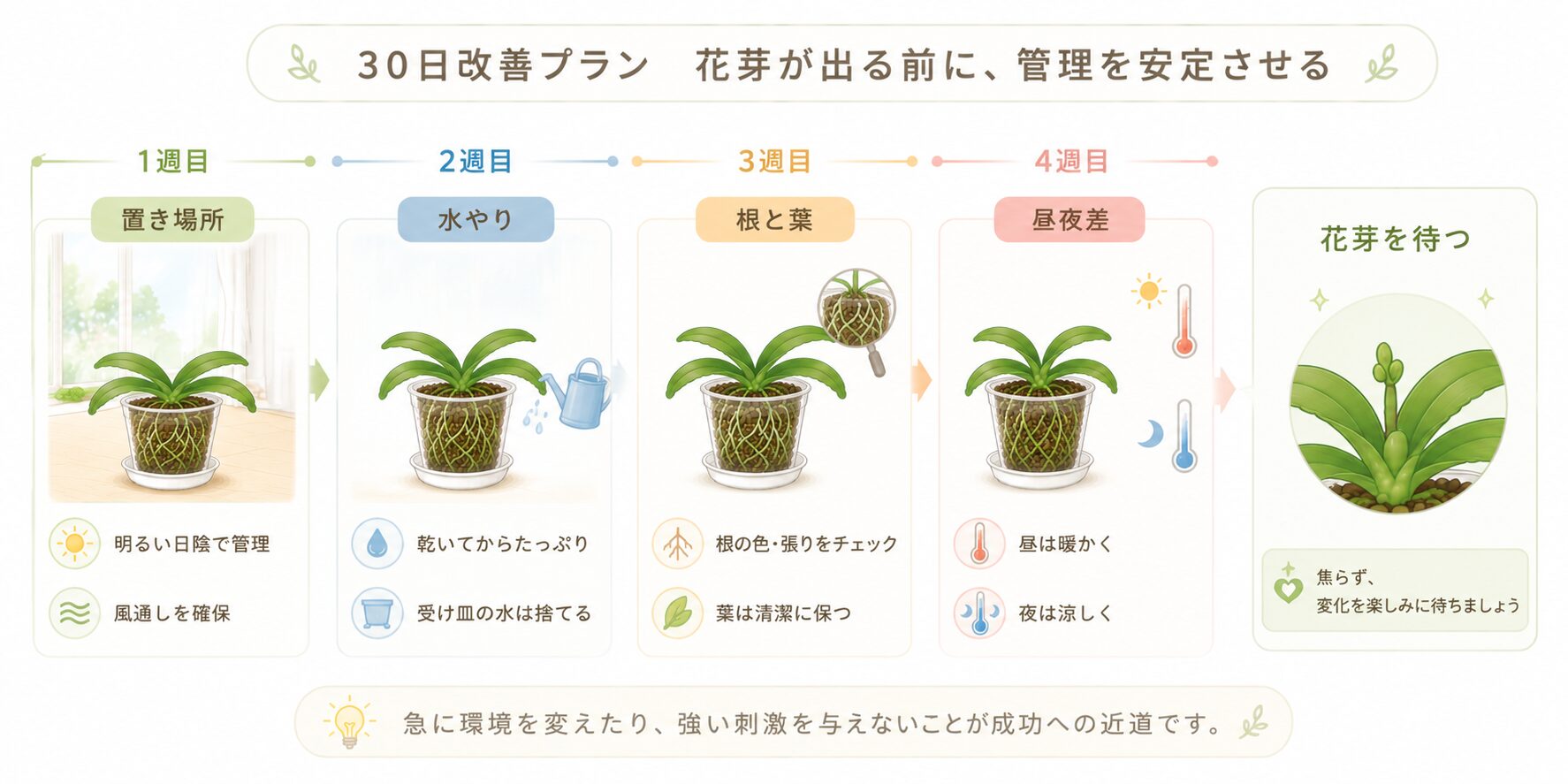 胡蝶蘭の花芽を出す前に30日かけて管理を安定させる計画図