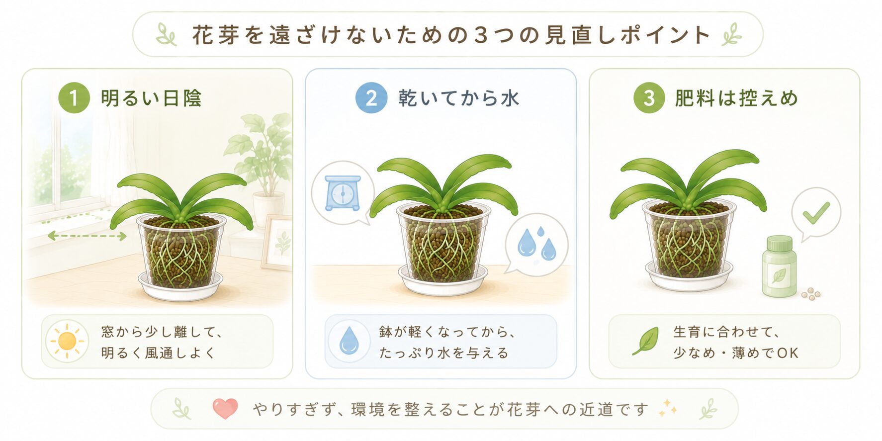 胡蝶蘭の花芽を遠ざけないための光・水やり・肥料の見直し図解