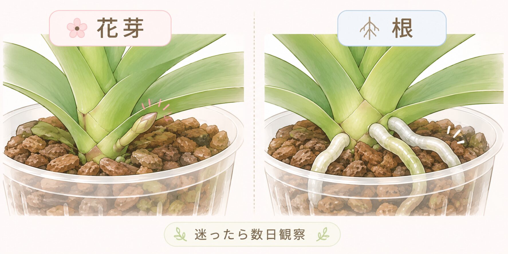 胡蝶蘭の花芽と根の出始めの違いを比較する株元アップ図解