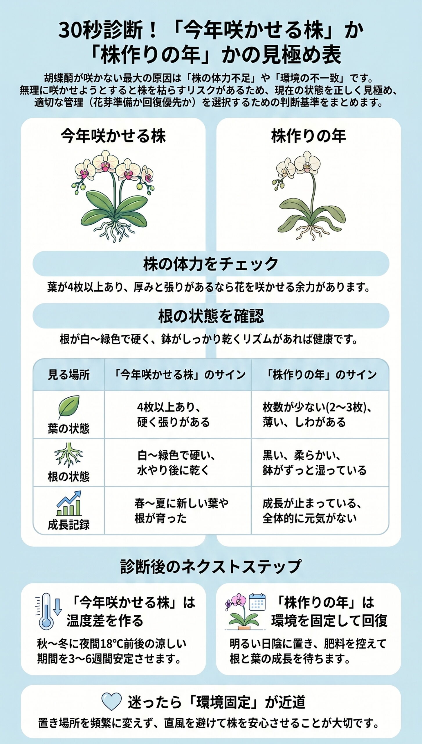 30秒診断!「今年咲かせる株」か「株作りの年」かの見極め表|胡蝶蘭の花芽が出ない・咲かない原因と対策を視覚的に整理したインフォグラフィック