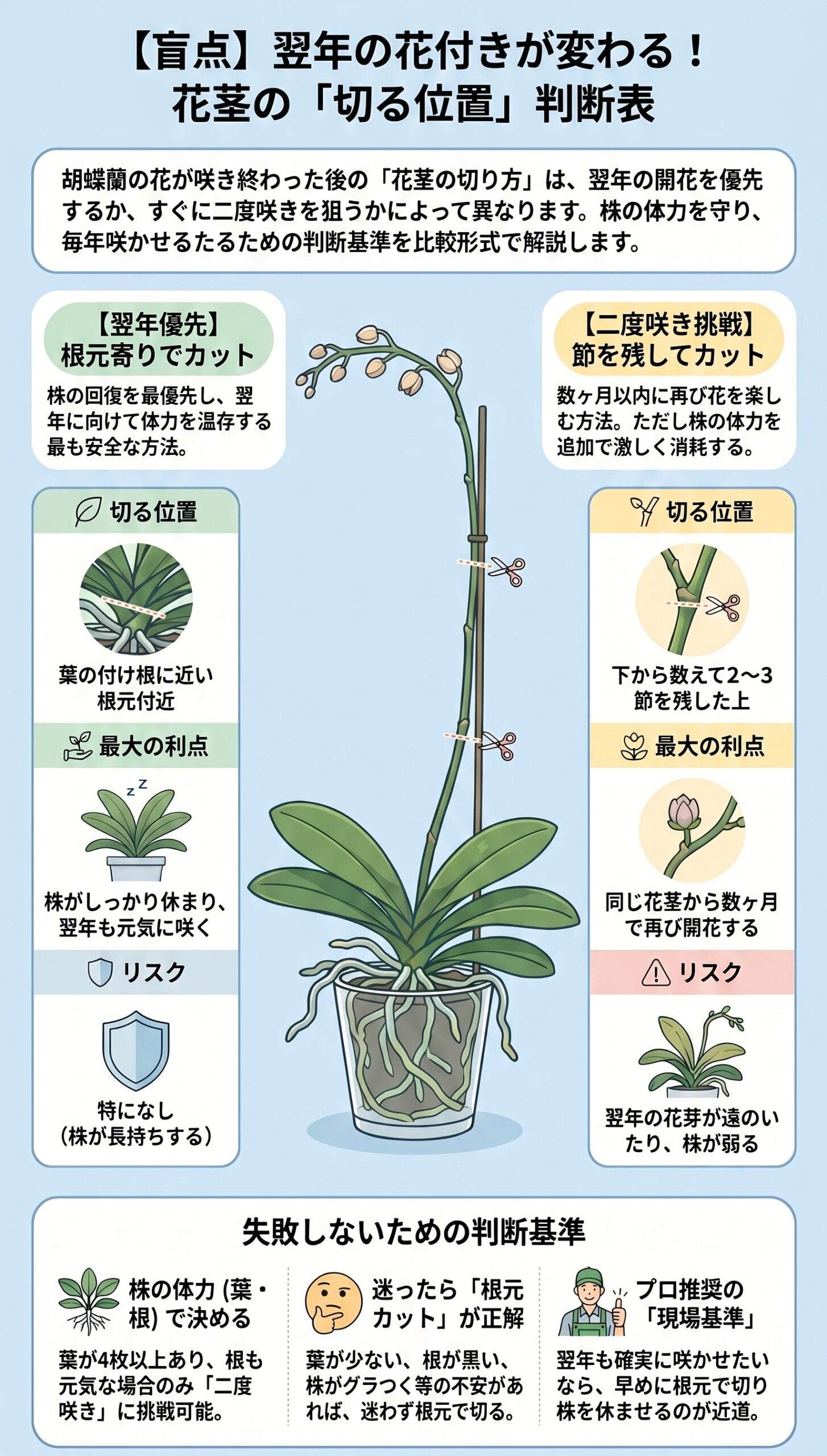 【盲点】翌年の花付きが変わる!花茎の「切る位置」判断表|胡蝶蘭の花芽が出ない・咲かない原因と対策を視覚的に整理したインフォグラフィック