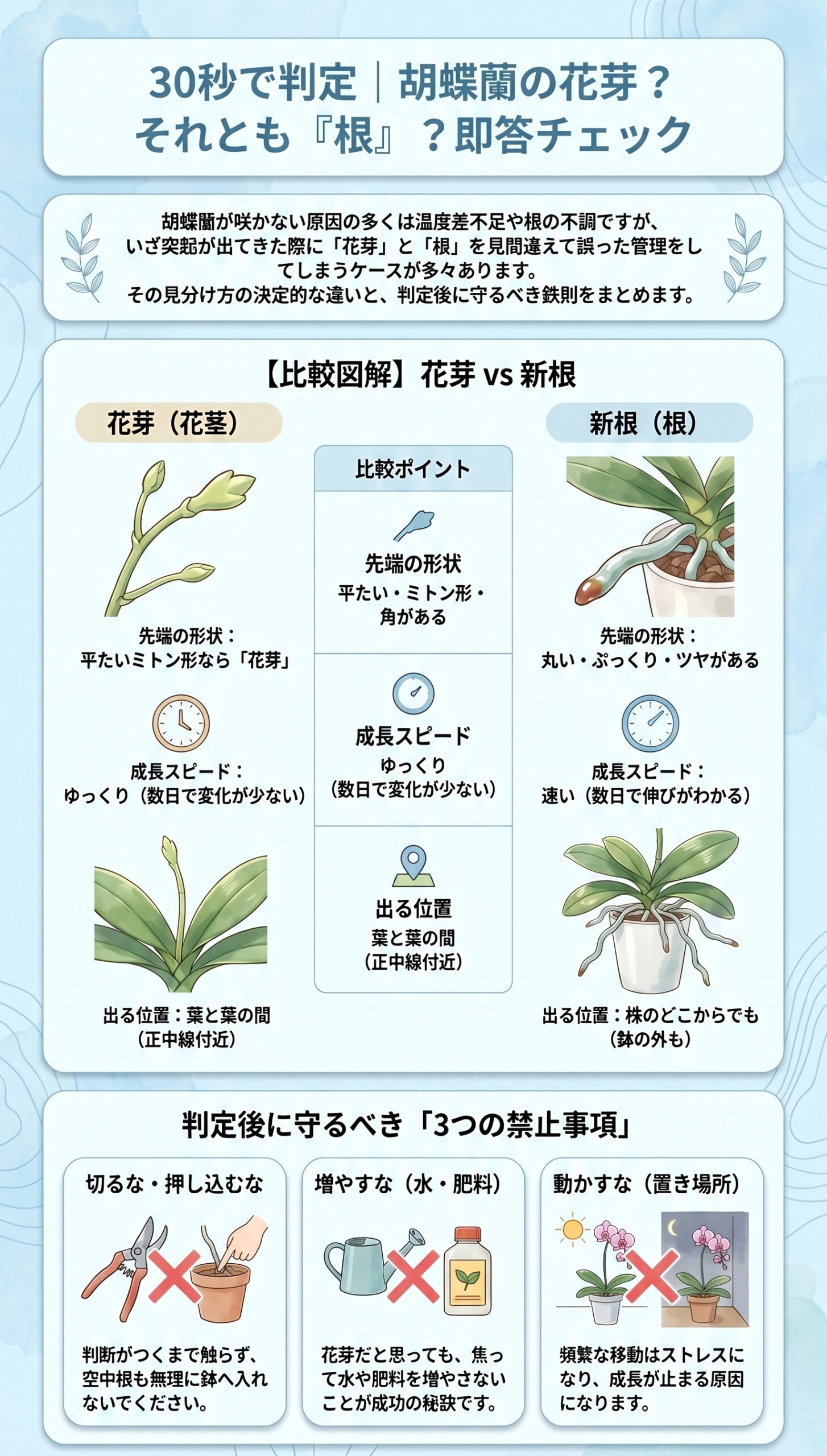 30秒で判定|胡蝶蘭の花芽?それとも「根」?即答チェック|胡蝶蘭の花芽が出ない・咲かない原因と対策を視覚的に整理したインフォグラフィック