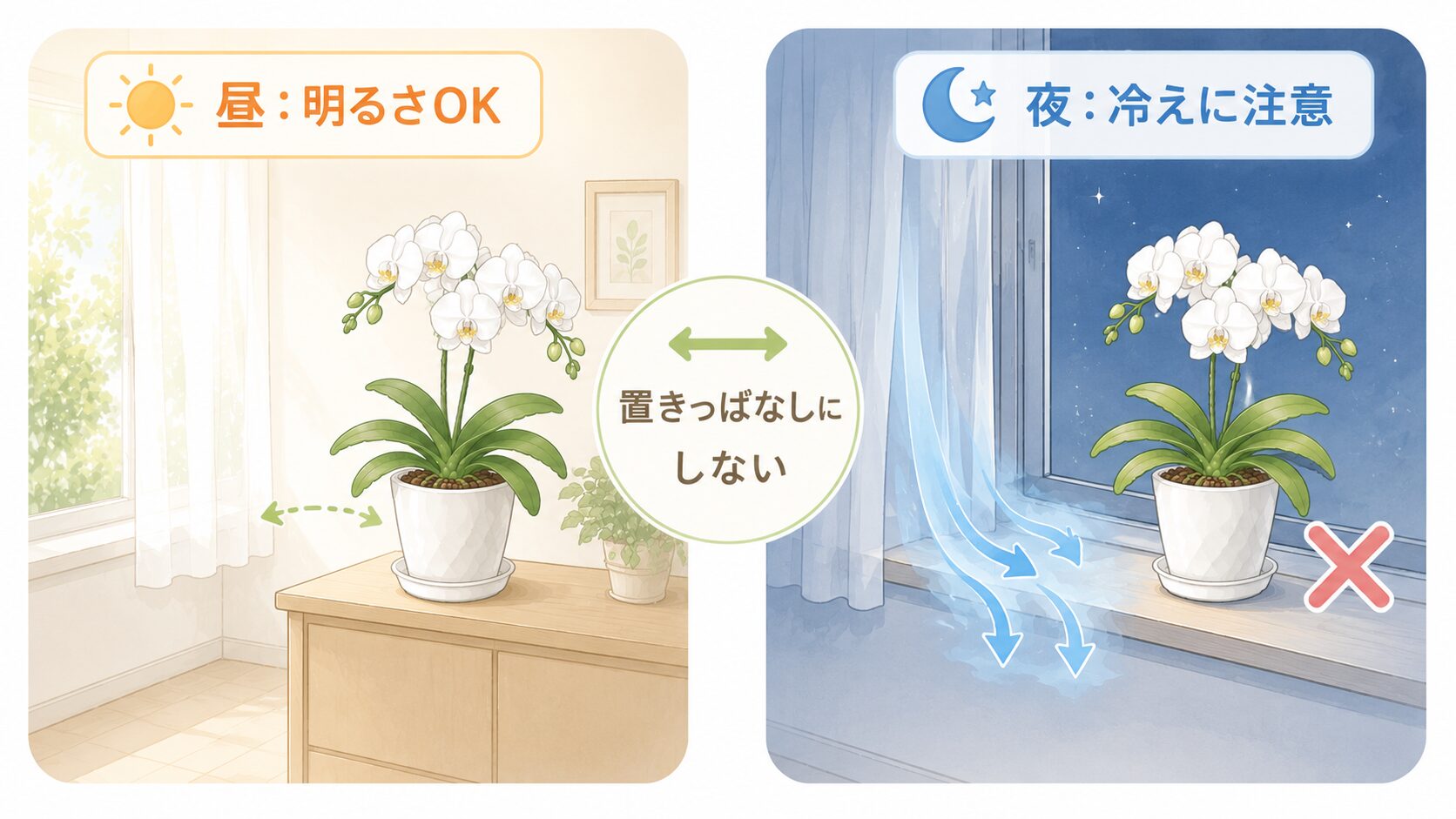 胡蝶蘭の窓際管理で昼の明るさと夜の冷えを比較する図解