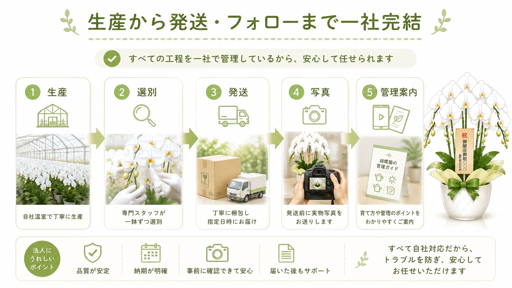 胡蝶蘭専門農園の生産から発送とアフターフォローまでの流れを示す図解