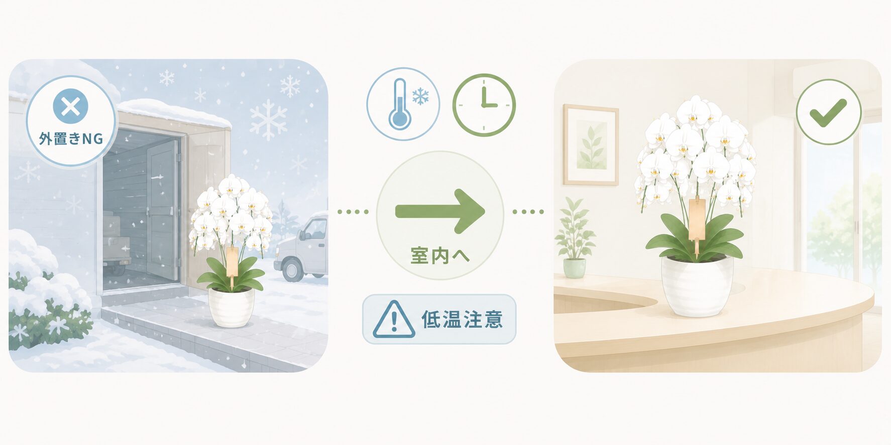 冬の法人胡蝶蘭で外置きを避けて室内へ移動する重要性を示す図解