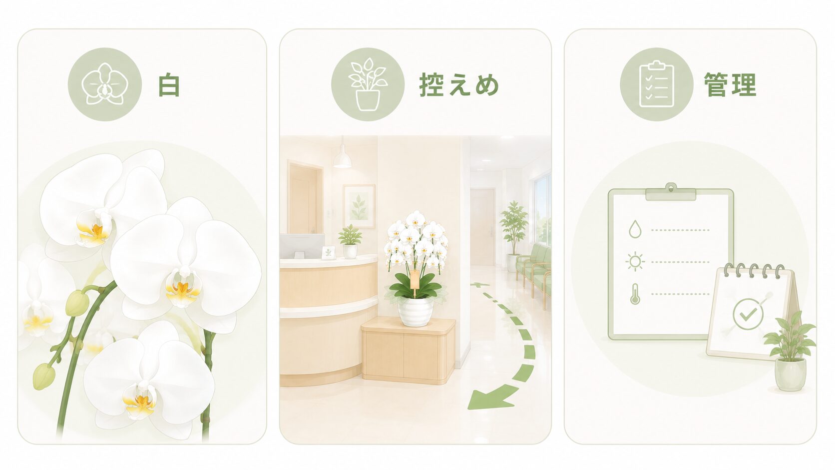 医療機関向け胡蝶蘭を白・控えめサイズ・管理しやすさで選ぶ図解