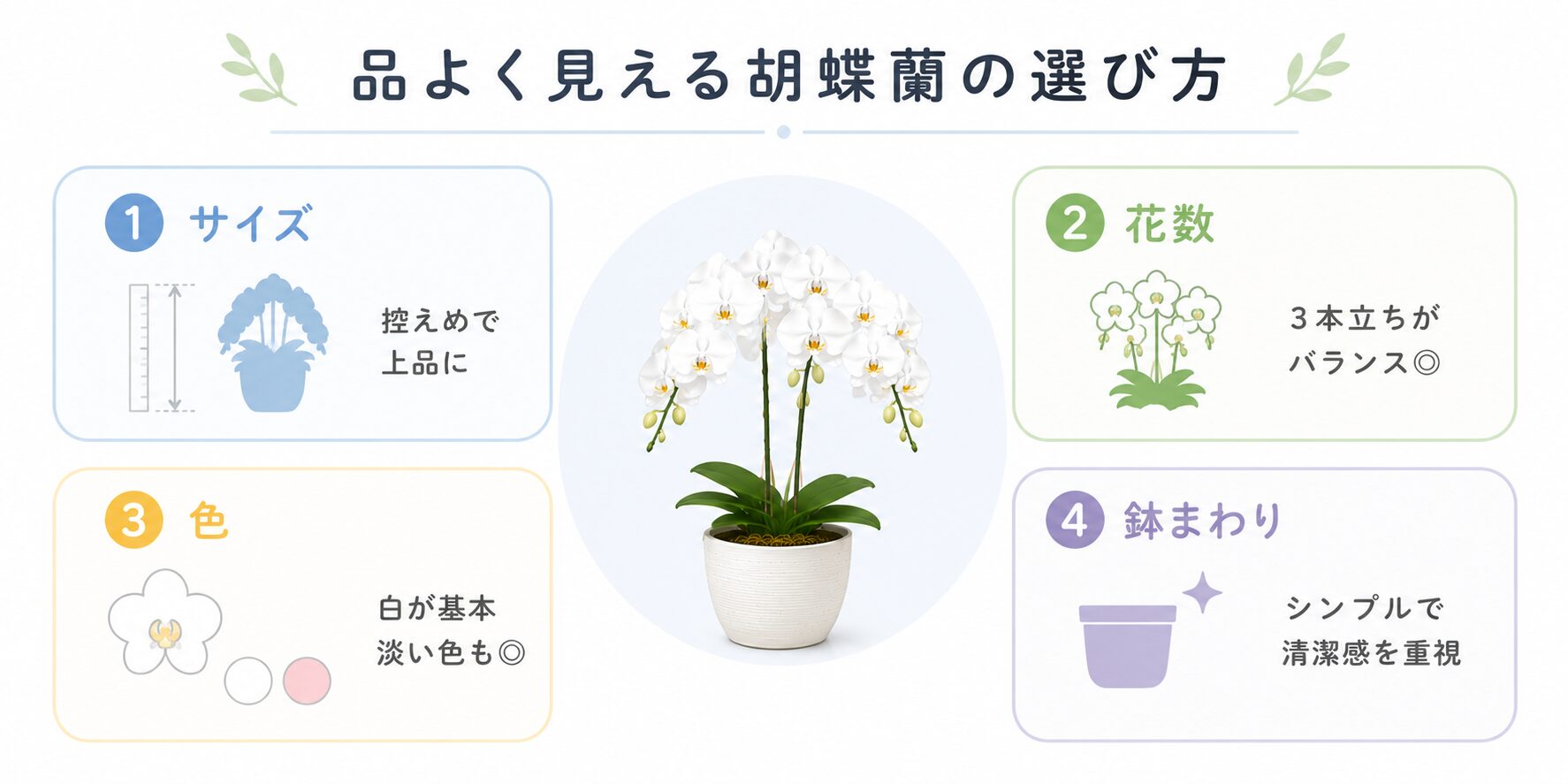 役員室・応接室で品よく見える胡蝶蘭の選び方