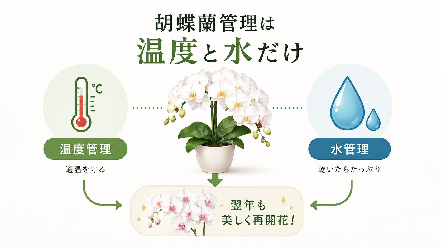 胡蝶蘭年間管理の基本原則を示す図解