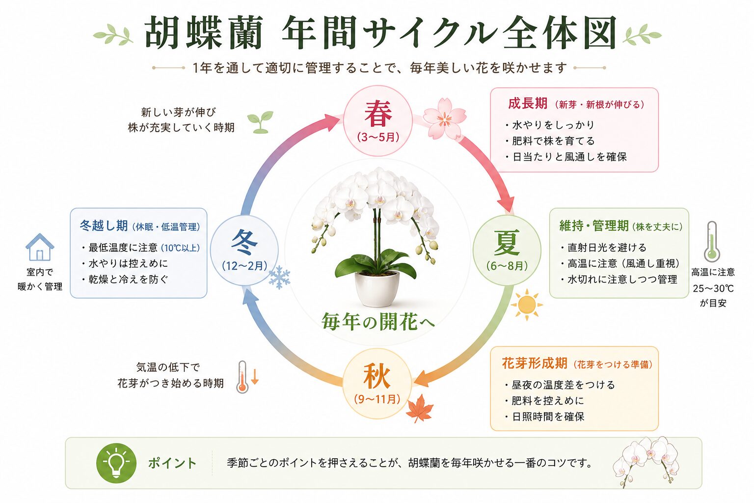 胡蝶蘭の年間管理スケジュール図