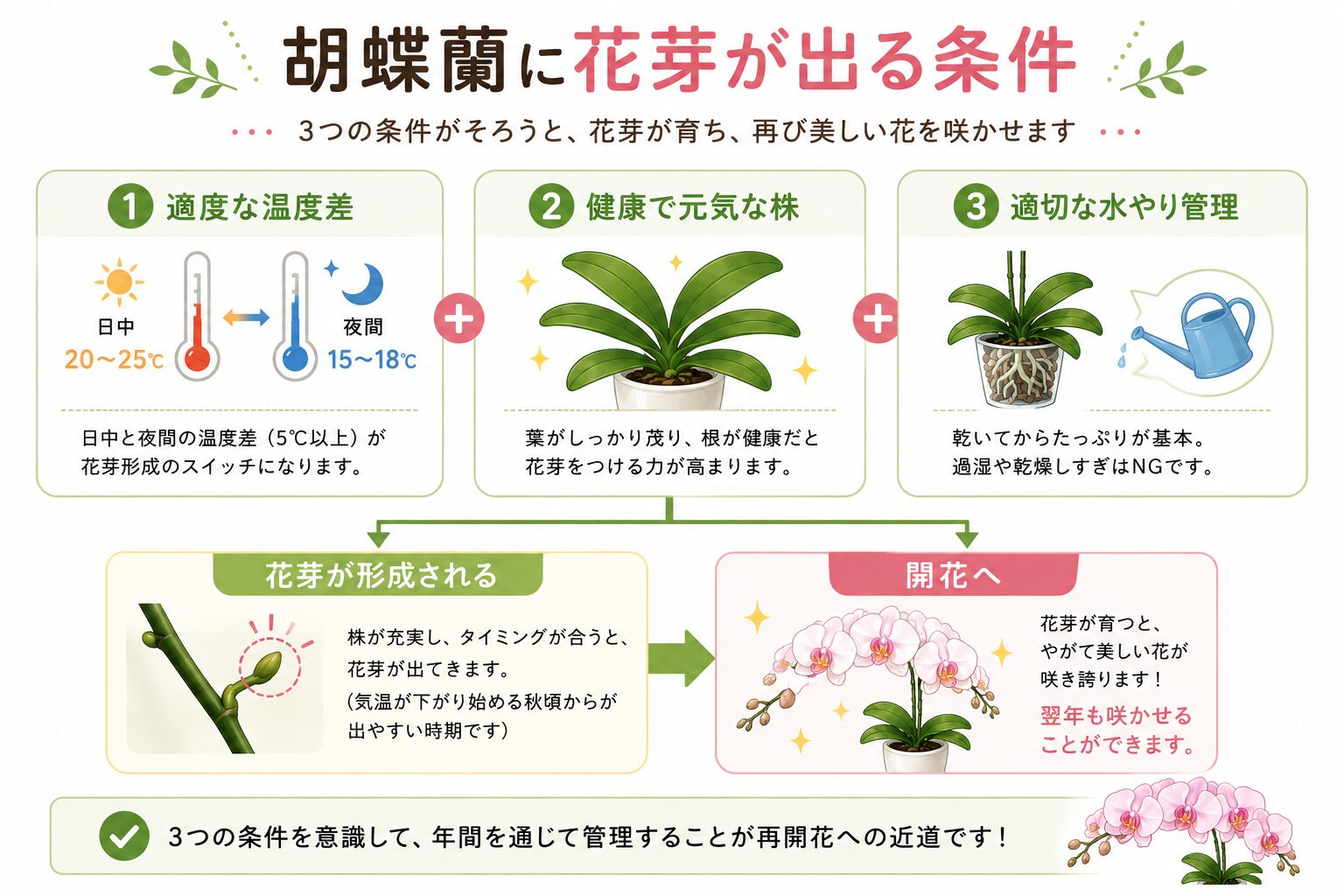 胡蝶蘭の開花条件を示す図解