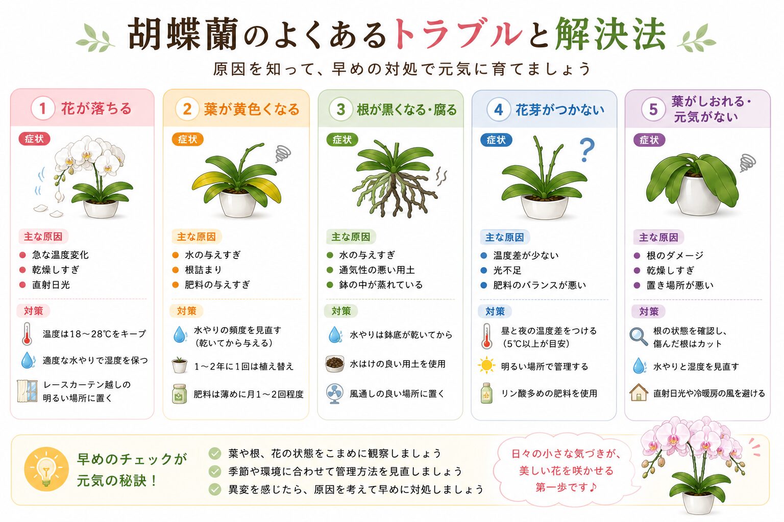 胡蝶蘭の再開花成功をイメージしたイラスト