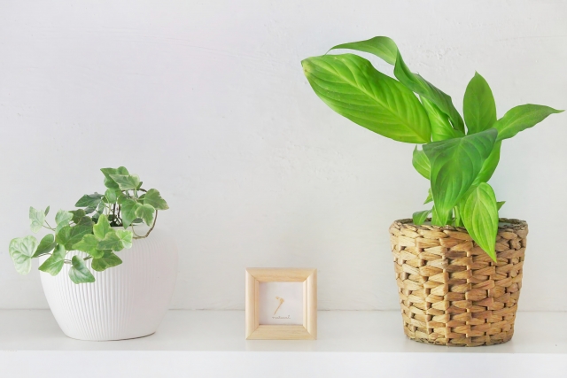 開店祝いで花だけでなく観葉植物も候補になることを示す室内グリーンのイメージ