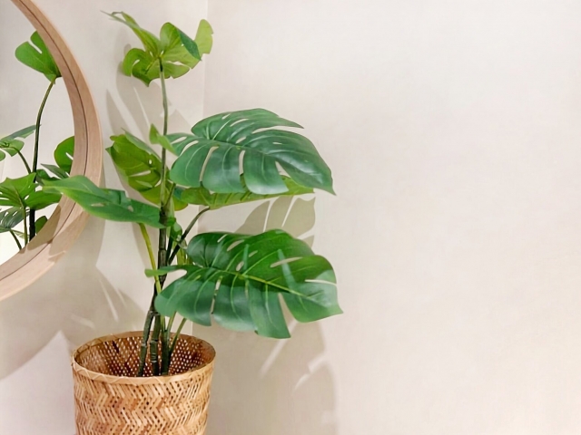開店祝いで観葉植物を候補にする時の室内グリーンのイメージ