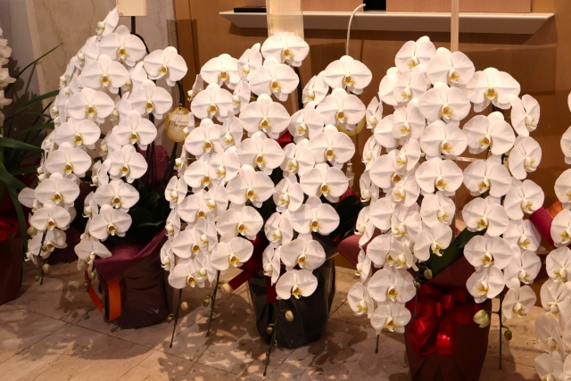 開店祝いで店内や受付に飾りやすい白い胡蝶蘭のイメージ
