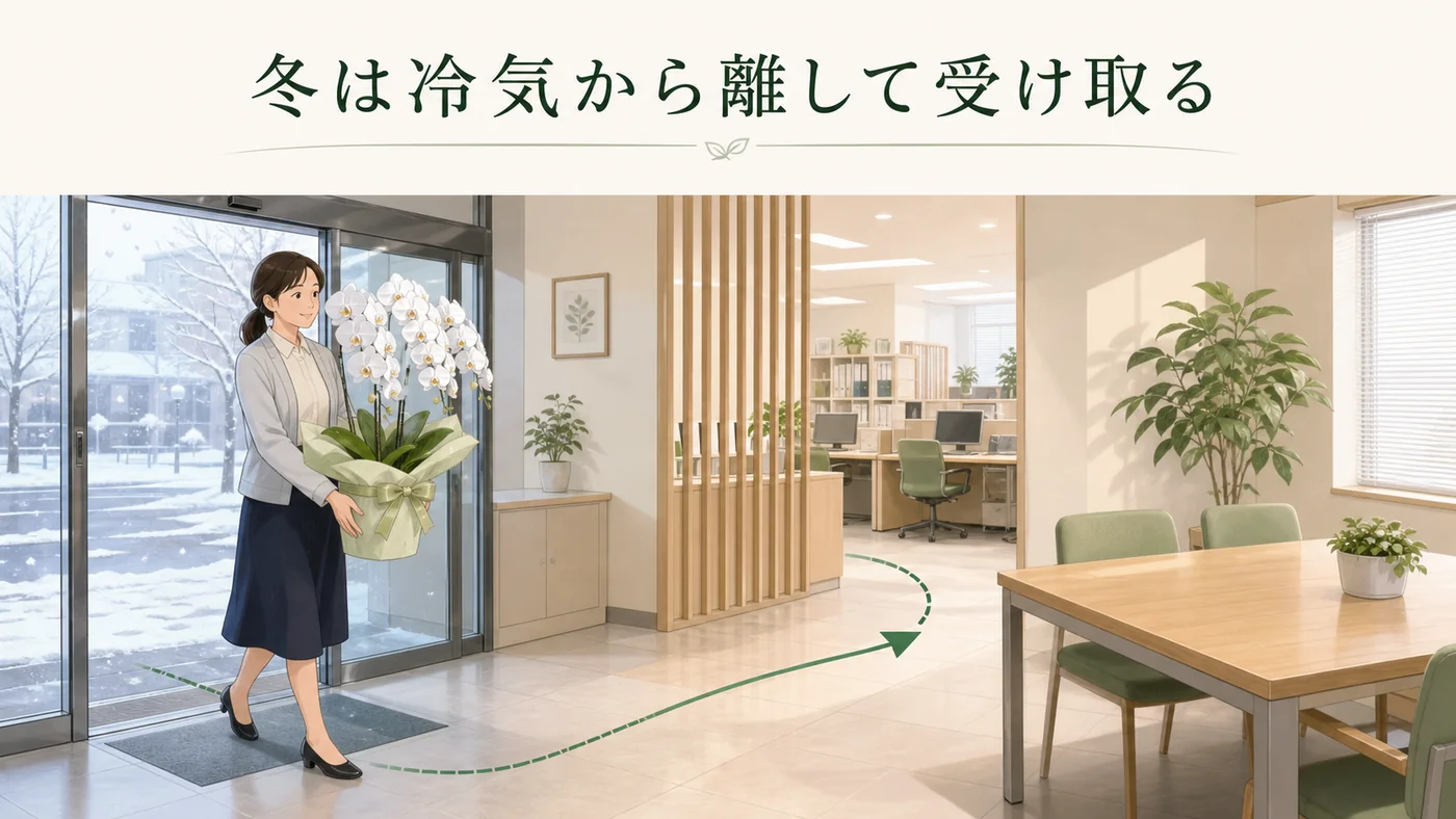 冬に届いた白い胡蝶蘭を玄関の冷気から離れた暖かい室内へ移すイラスト