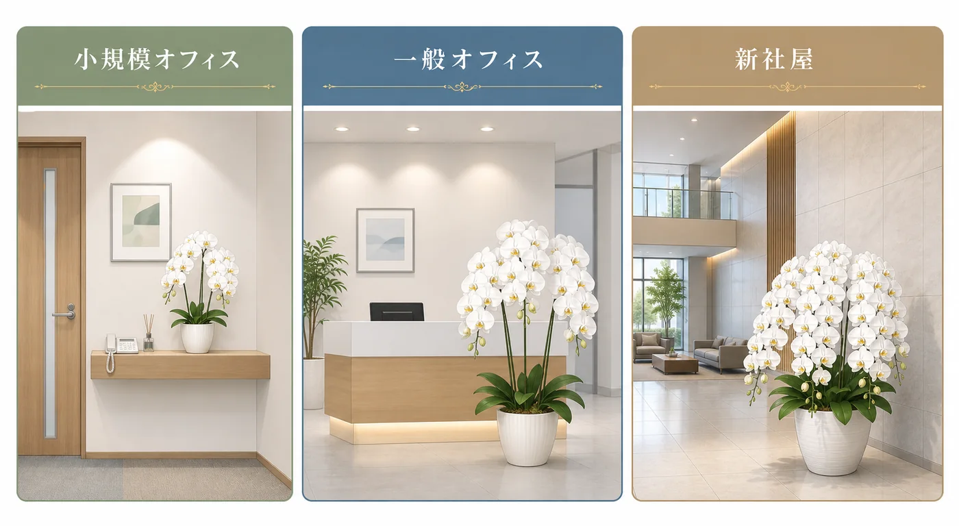 小規模オフィス・一般オフィス・新社屋の設置空間に合わせた胡蝶蘭サイズの比較図