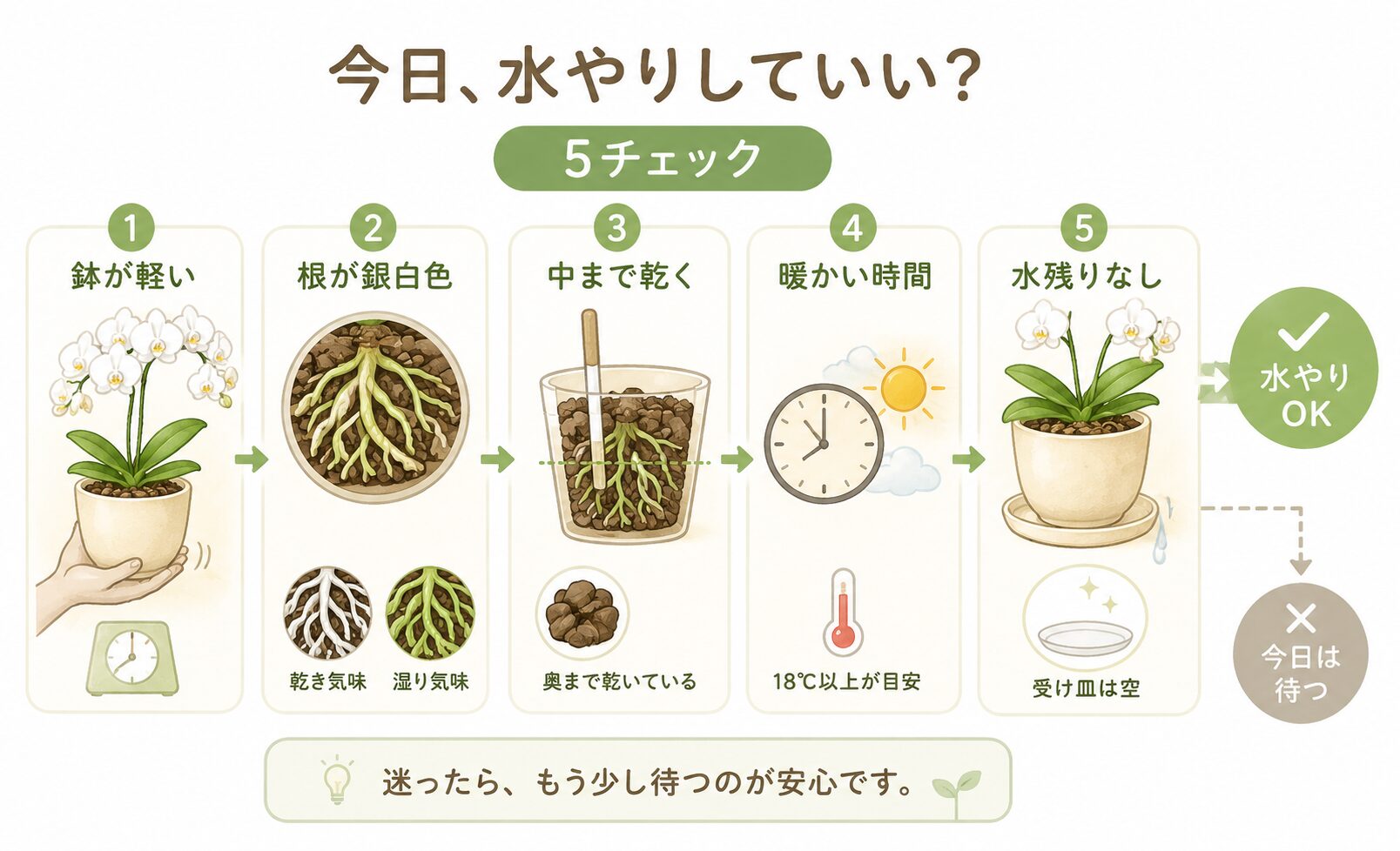 胡蝶蘭に今日水やりしてよいかを鉢の軽さ・根の色・乾き・温度・水残りで確認する図解