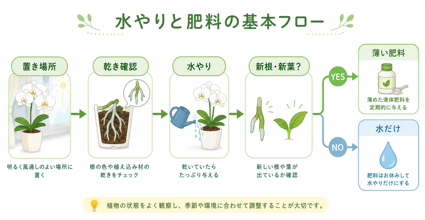 胡蝶蘭の置き場所から乾き確認・水やり・肥料判断までの基本フロー図