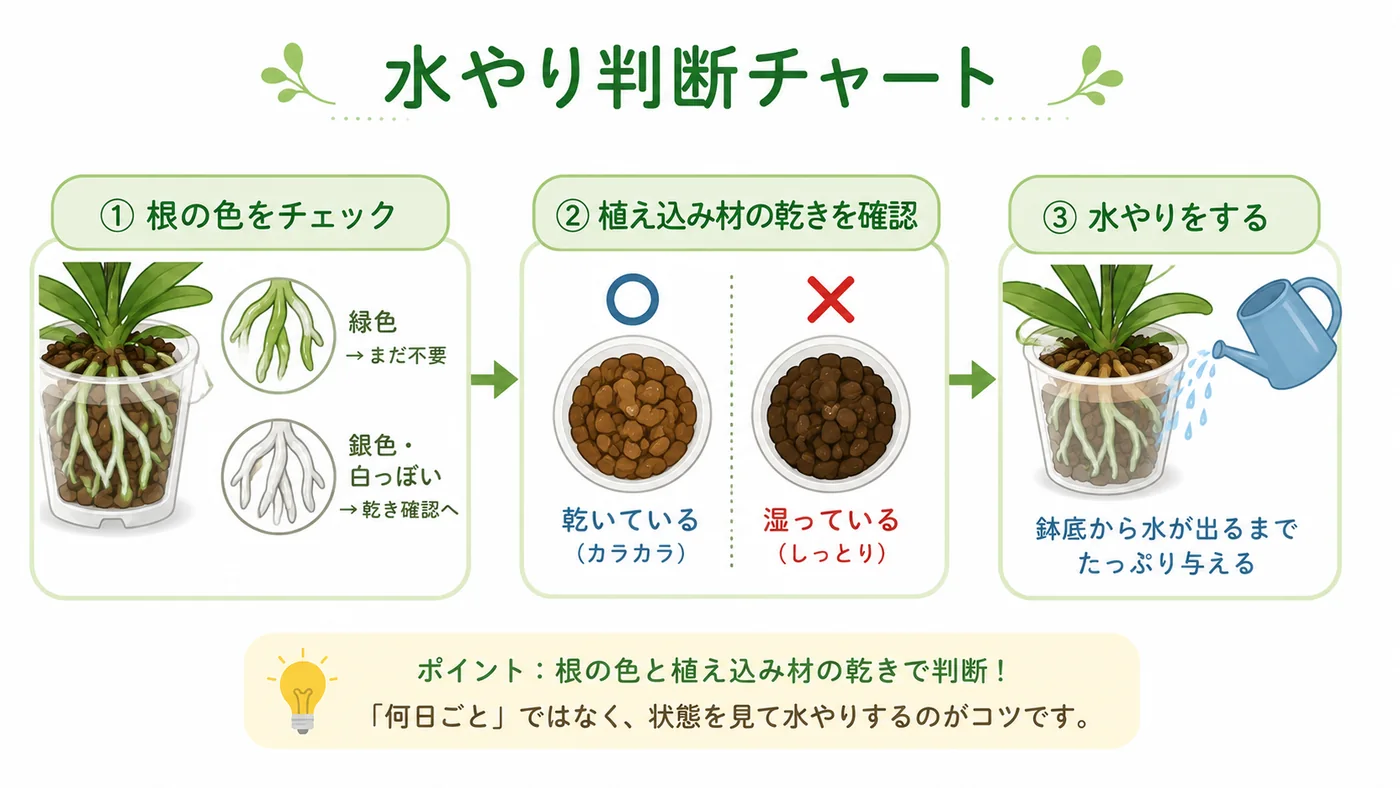 胡蝶蘭の根の色と植え込み材の乾きから水やり時期を判断する図解
